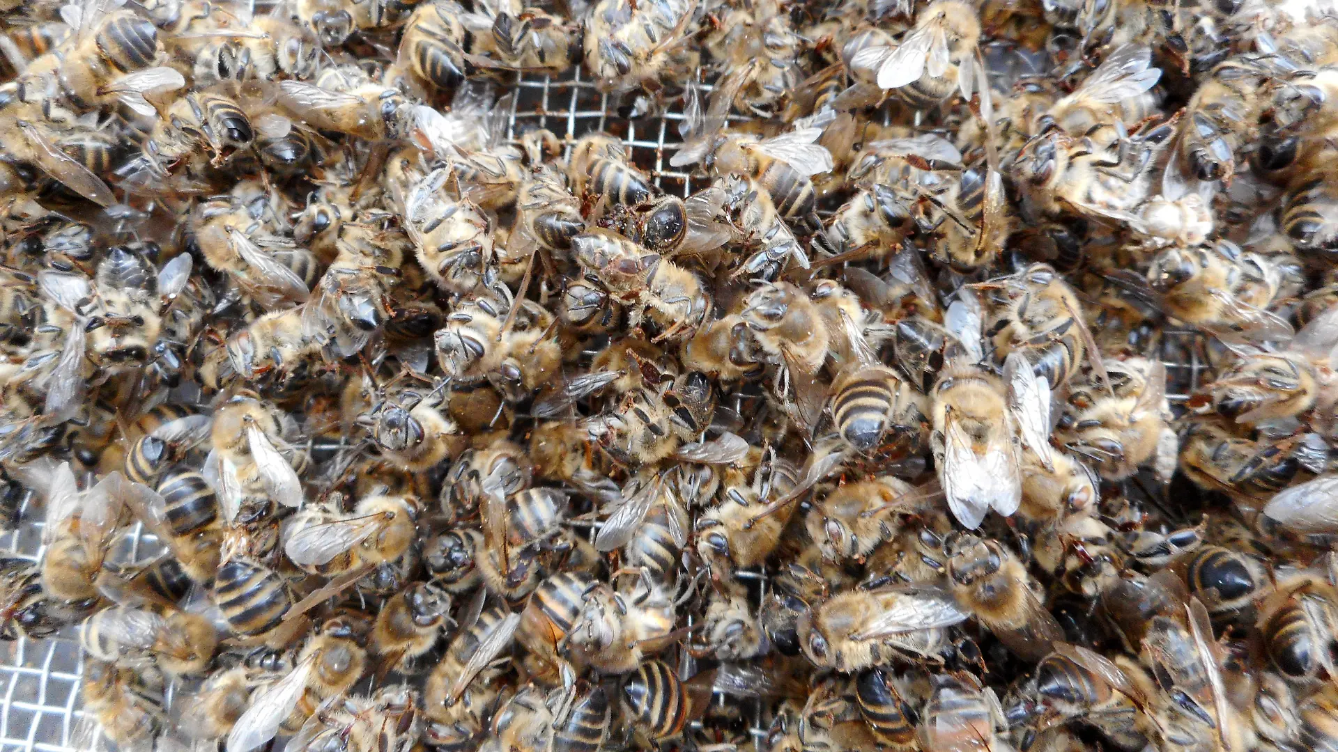 Germany - April 23, 2022 2021 horrible year for bees 2021 was a horrible year for bees. Parasites, fungicides, monocultures and climate changing caused the death of many honey bees in Germany. Dead honey bees in a bee hive. Black Forest near Freiburg, Germany
