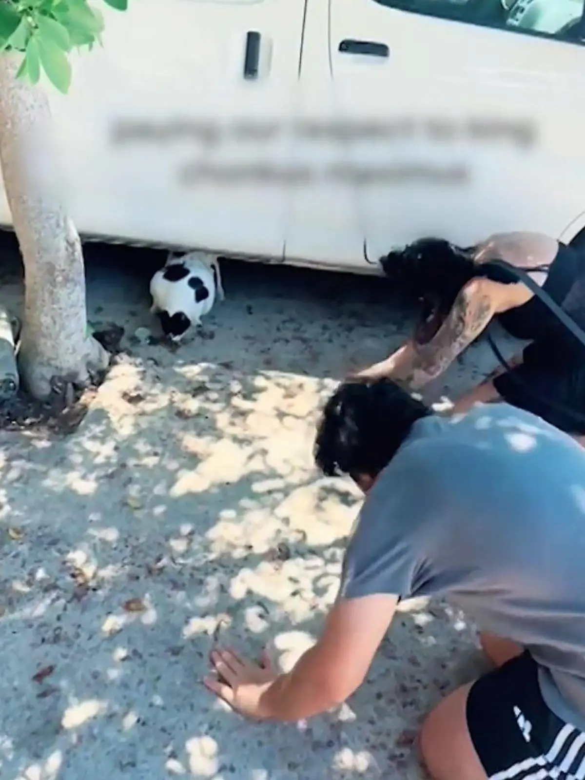 Bild zu: "Vor Chonkus Maximus fallen sie auf die Knie! Wegen diesem Tier strömen alle nach Kreta"