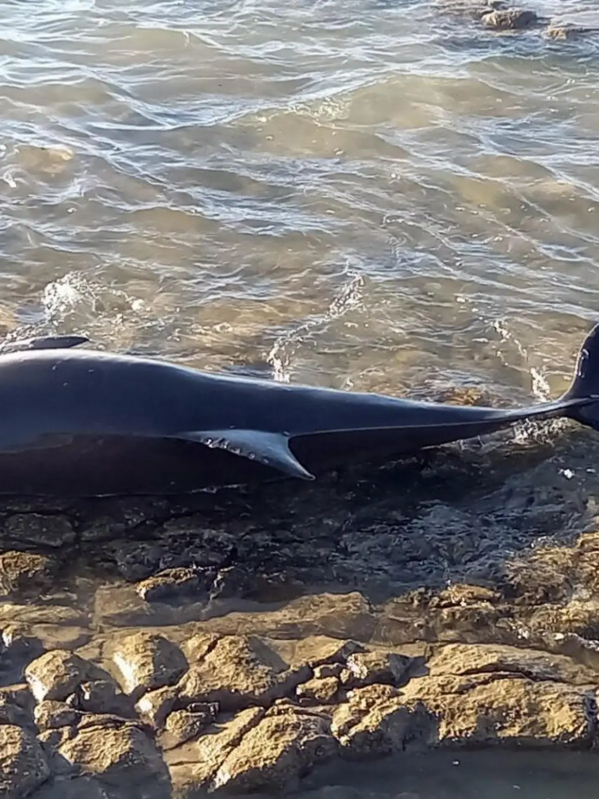 Pelagis