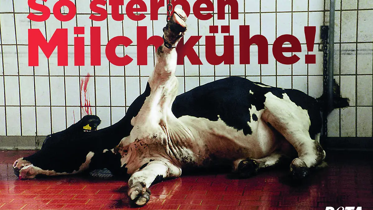 2015-05-PETA So-sterben-Milchkuehe-Plakat-1zu1-72dpi.jpg
