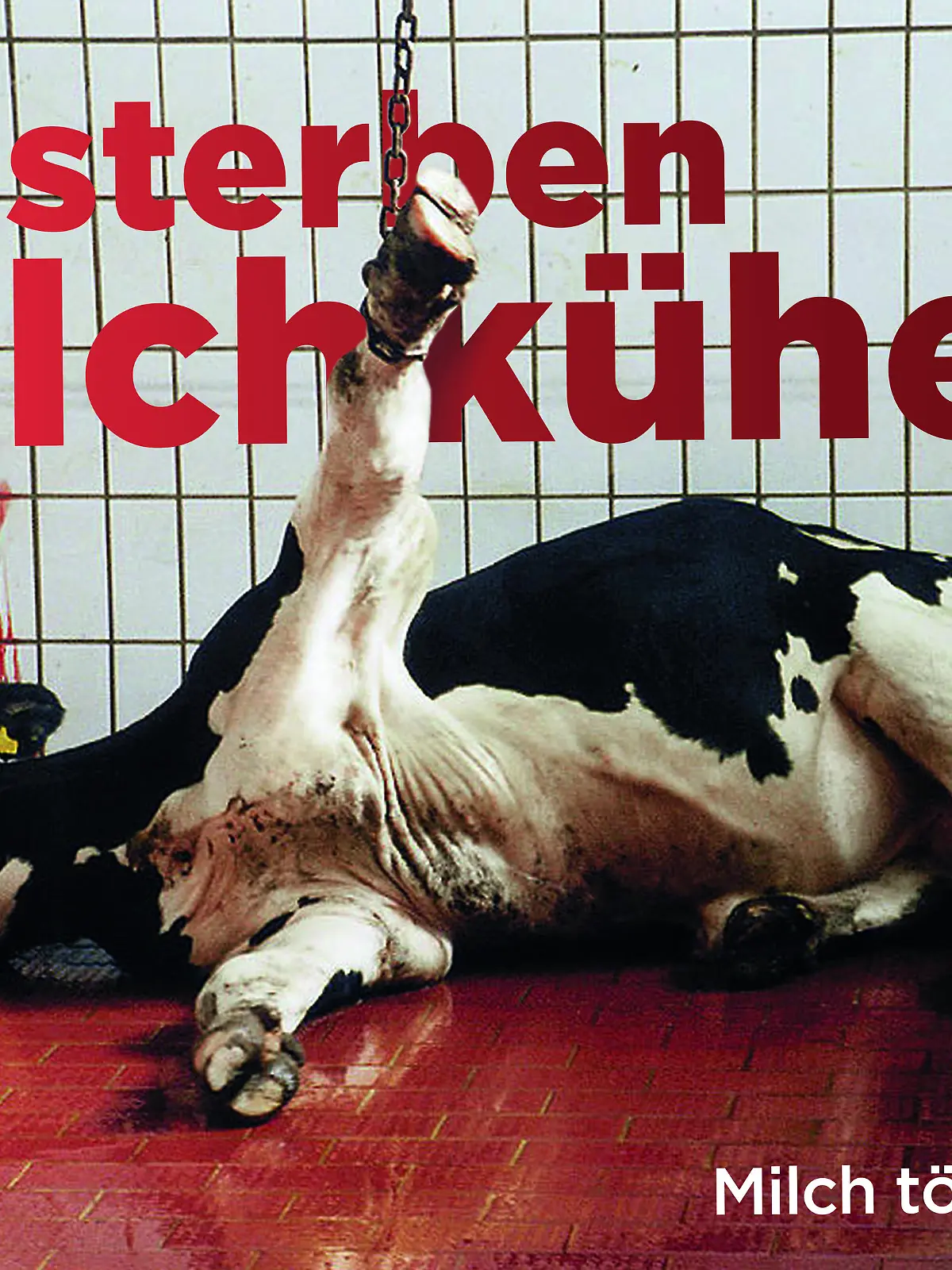 2015-05-PETA So-sterben-Milchkuehe-Plakat-1zu1-72dpi.jpg