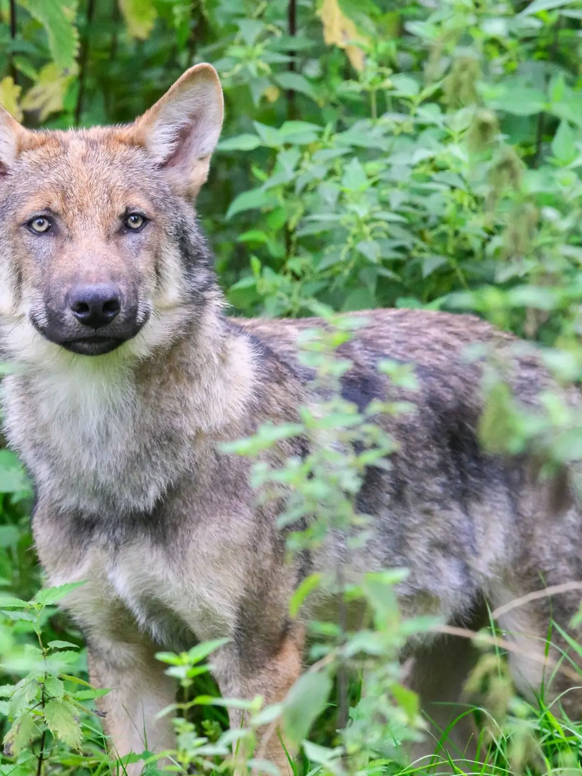 Bild zu: "„Wie viel Glück wir hatten” – Eltern schockiert nach Wolfsangriff auf ihr Kind (6) "