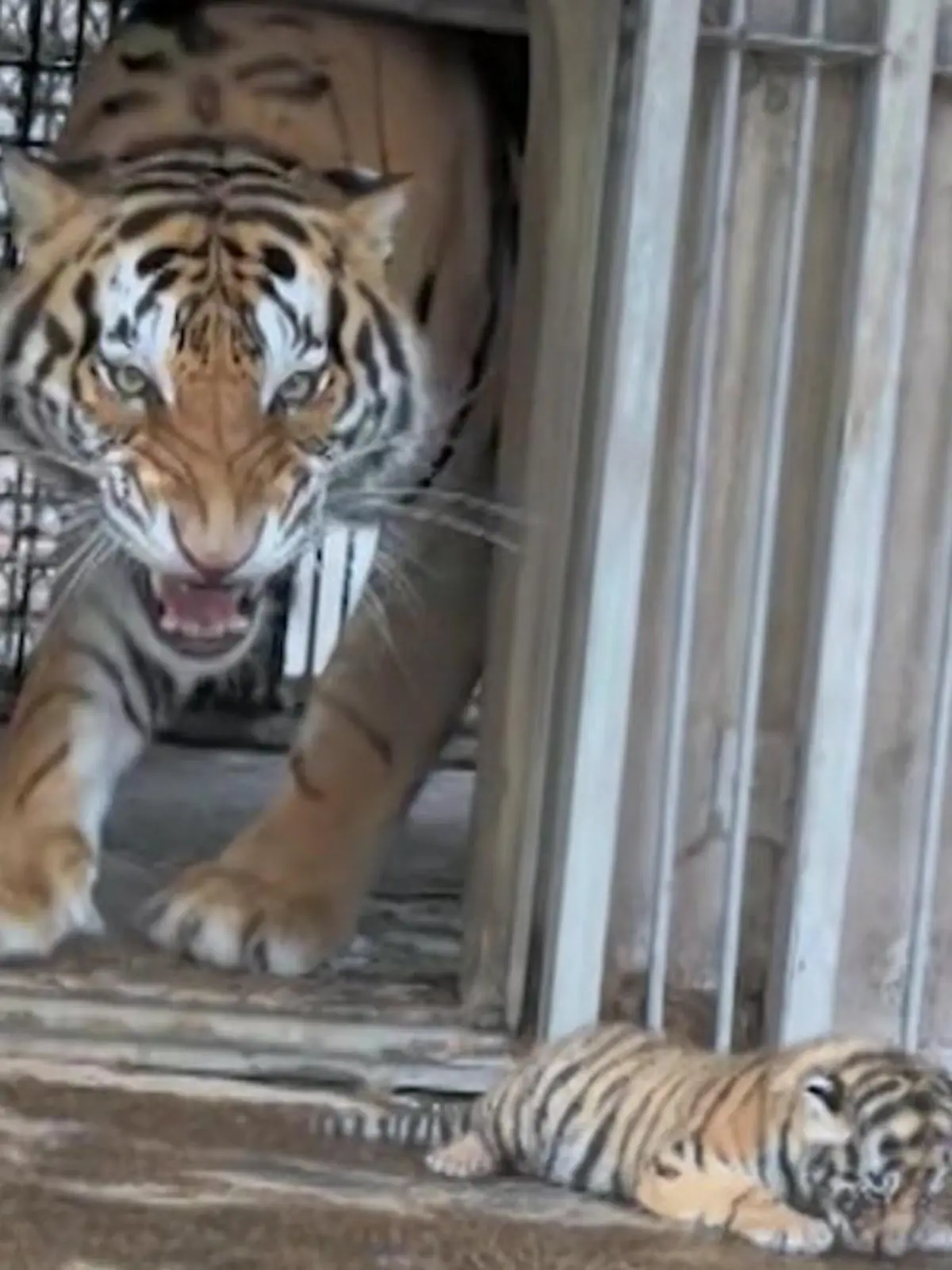 Bild zu: "Tigerbaby überschreitet Grenze – Mama faucht Machtwort!"