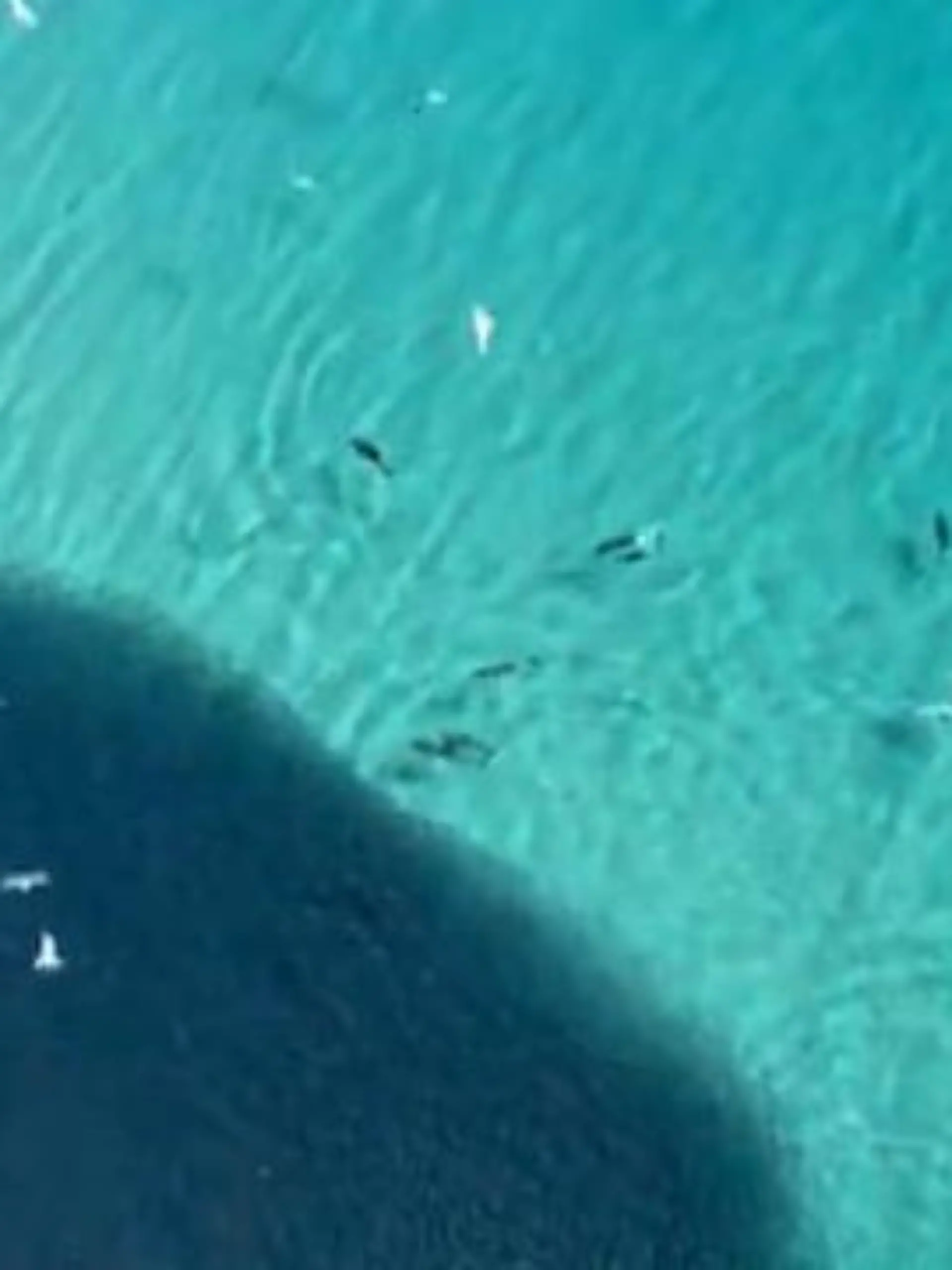 Bild zu: "Tierisches Spektakel! Delfine umzingeln riesigen Fisch-Schwarm"