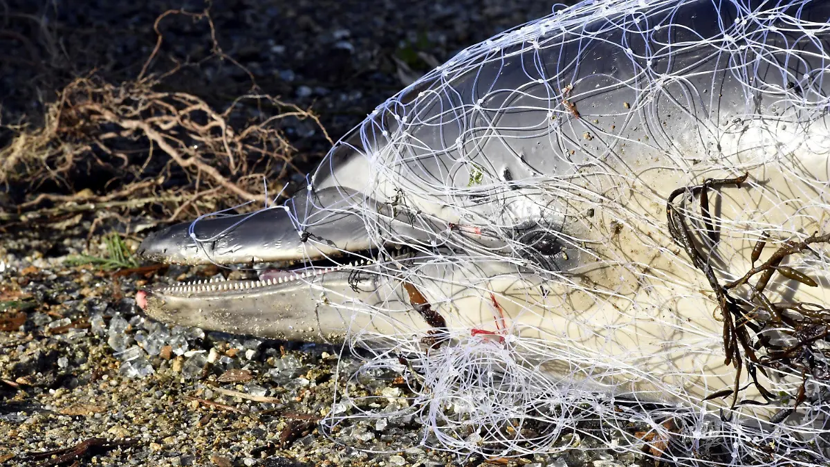 HANDOUT - 13.02.2018, Frankreich, Ploemeur: Ein toter Delfin liegt an einem Strand in Frankreich. Jedes Jahr werden Hunderte der Meeressäuger an Frankreichs Stränden angespült, vorrangig an der Atlantikküste. (zu dpa «Delfin-Kadaver an Frankreichs Küste - Qualvoller Tod in Fischernetzen») Foto: Thierry Creux/Pelagis UAR3462 LRU/CNRS/dpa - ACHTUNG: Nur zur redaktionellen Verwendung im Zusammenhang mit der aktuellen Berichterstattung und nur mit vollständiger Nennung des vorstehenden Credits +++ dpa-Bildfunk +++
