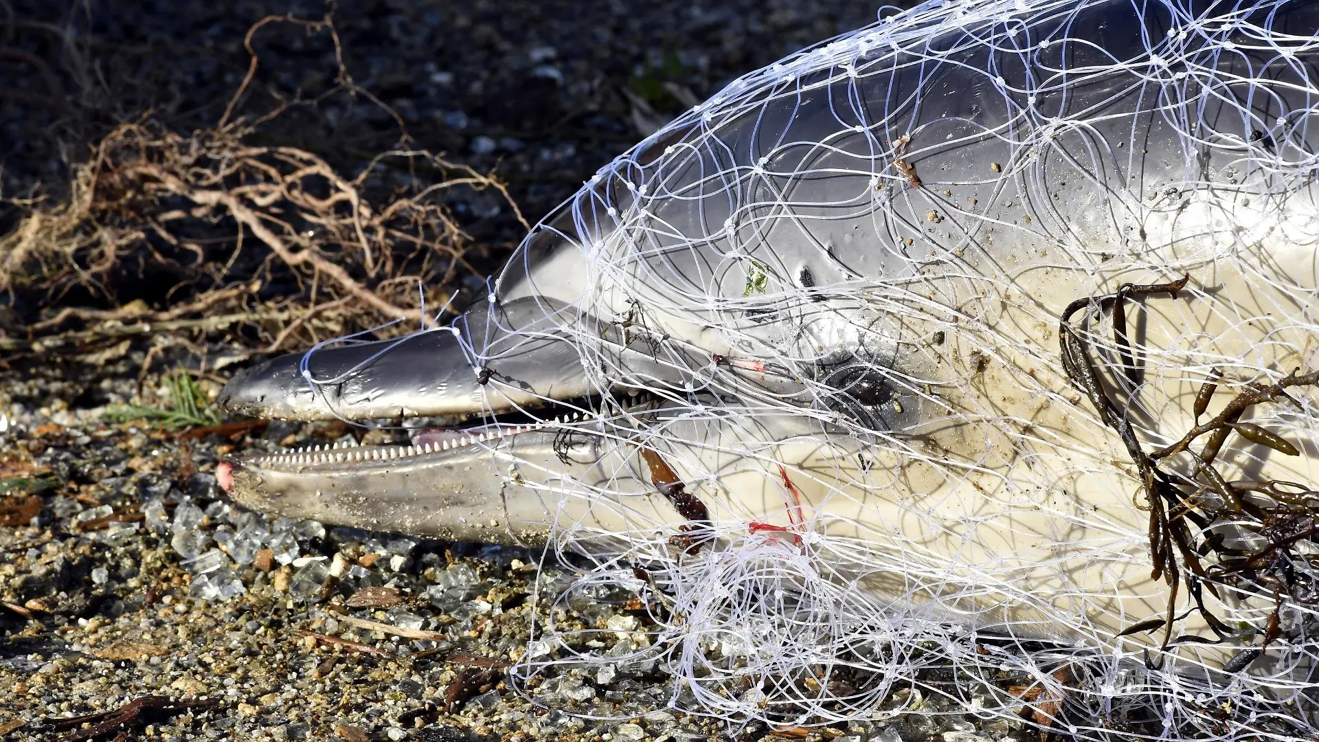 HANDOUT - 13.02.2018, Frankreich, Ploemeur: Ein toter Delfin liegt an einem Strand in Frankreich. Jedes Jahr werden Hunderte der Meeressäuger an Frankreichs Stränden angespült, vorrangig an der Atlantikküste. (zu dpa «Delfin-Kadaver an Frankreichs Küste - Qualvoller Tod in Fischernetzen») Foto: Thierry Creux/Pelagis UAR3462 LRU/CNRS/dpa - ACHTUNG: Nur zur redaktionellen Verwendung im Zusammenhang mit der aktuellen Berichterstattung und nur mit vollständiger Nennung des vorstehenden Credits +++ dpa-Bildfunk +++