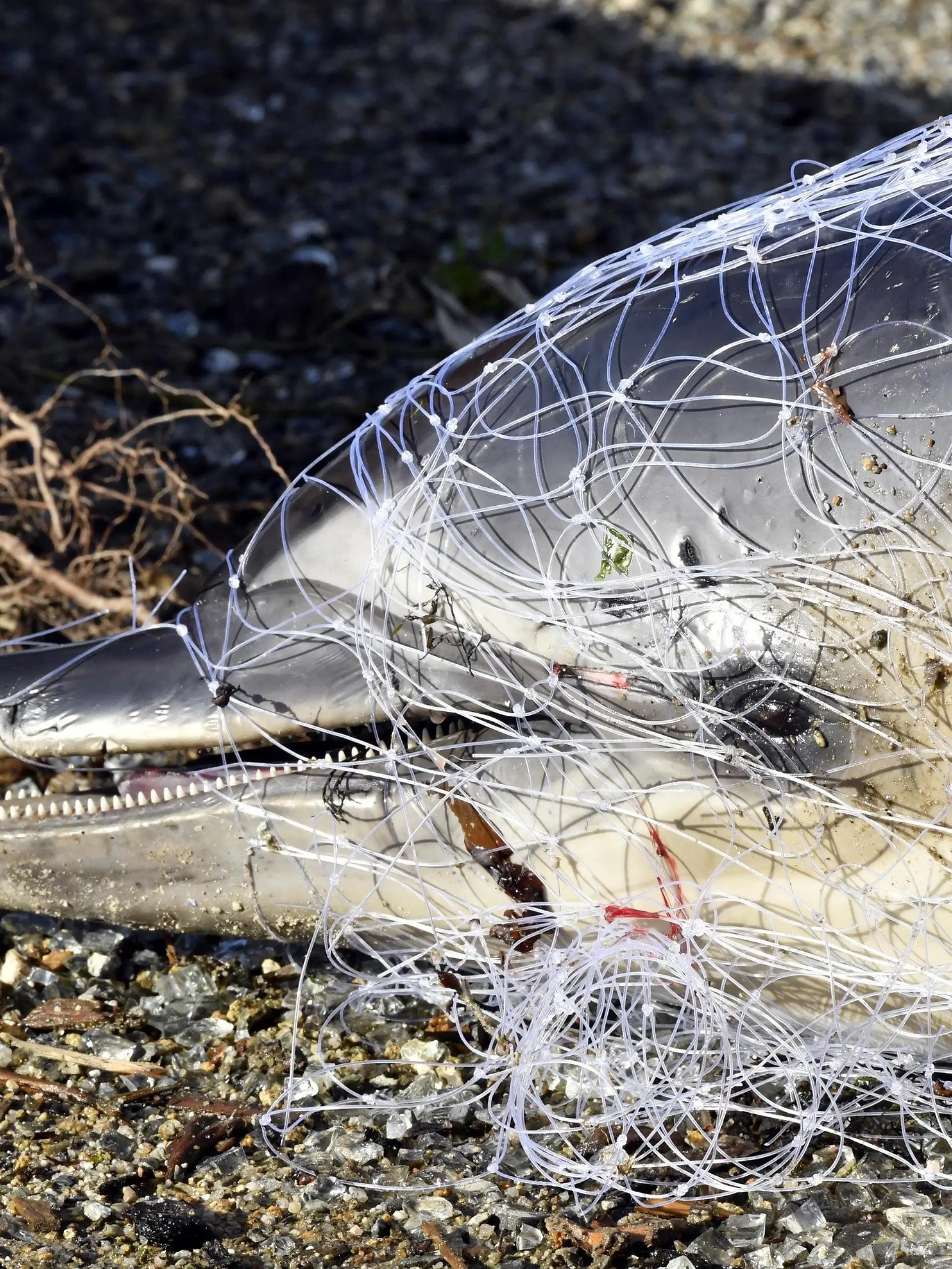 HANDOUT - 13.02.2018, Frankreich, Ploemeur: Ein toter Delfin liegt an einem Strand in Frankreich. Jedes Jahr werden Hunderte der Meeressäuger an Frankreichs Stränden angespült, vorrangig an der Atlantikküste. (zu dpa «Delfin-Kadaver an Frankreichs Küste - Qualvoller Tod in Fischernetzen») Foto: Thierry Creux/Pelagis UAR3462 LRU/CNRS/dpa - ACHTUNG: Nur zur redaktionellen Verwendung im Zusammenhang mit der aktuellen Berichterstattung und nur mit vollständiger Nennung des vorstehenden Credits +++ dpa-Bildfunk +++