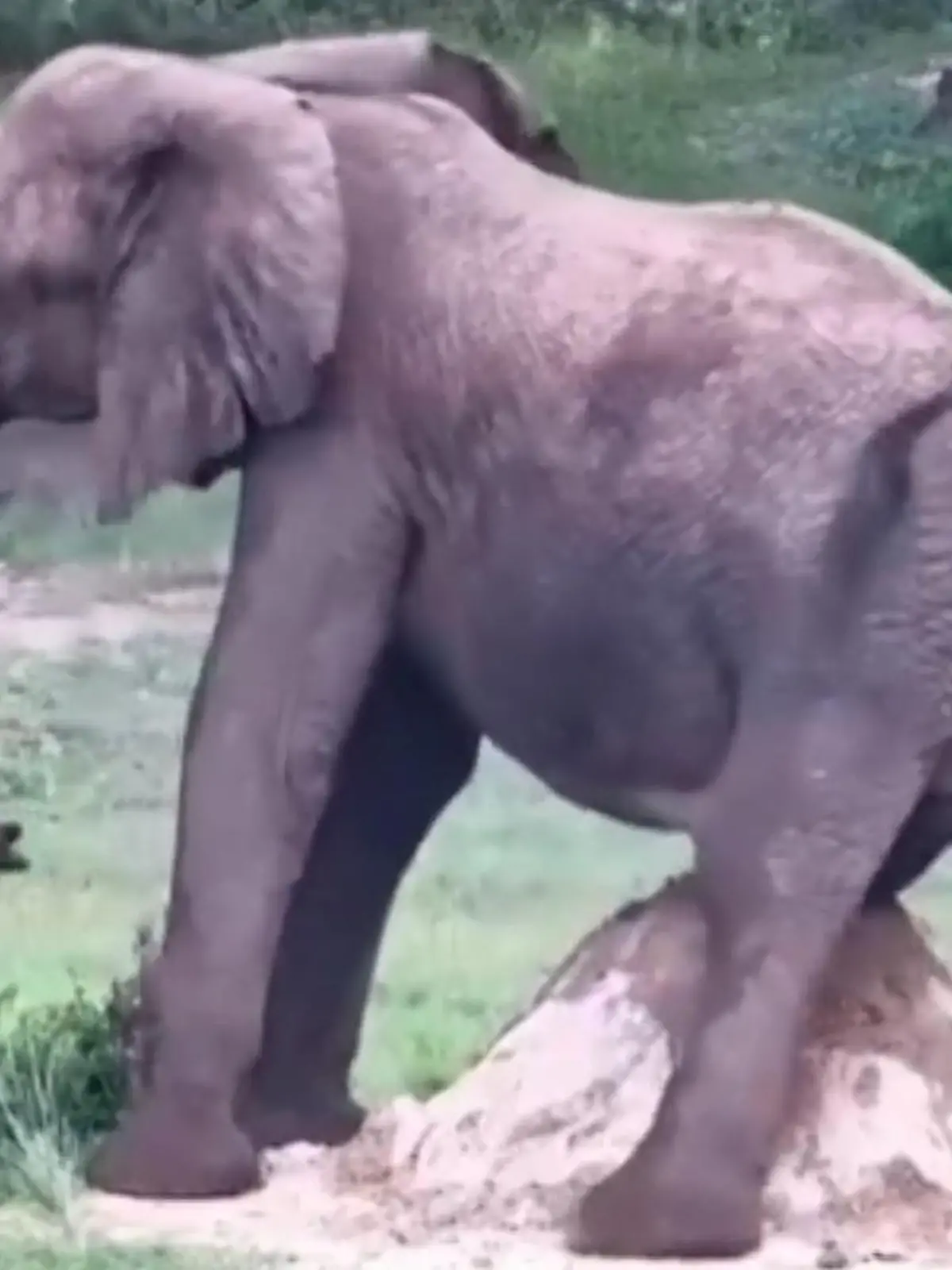 Ach du dickes Ding! Elefant juckt’s im Genitalbereich
