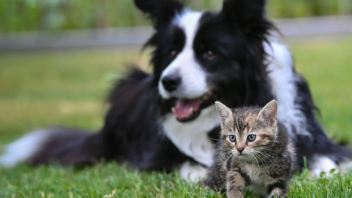 Perso-f-r-Hund-und-Katz-was-Besitzer-ber-den-neuen-Mikrochip-wissen-m-ssen