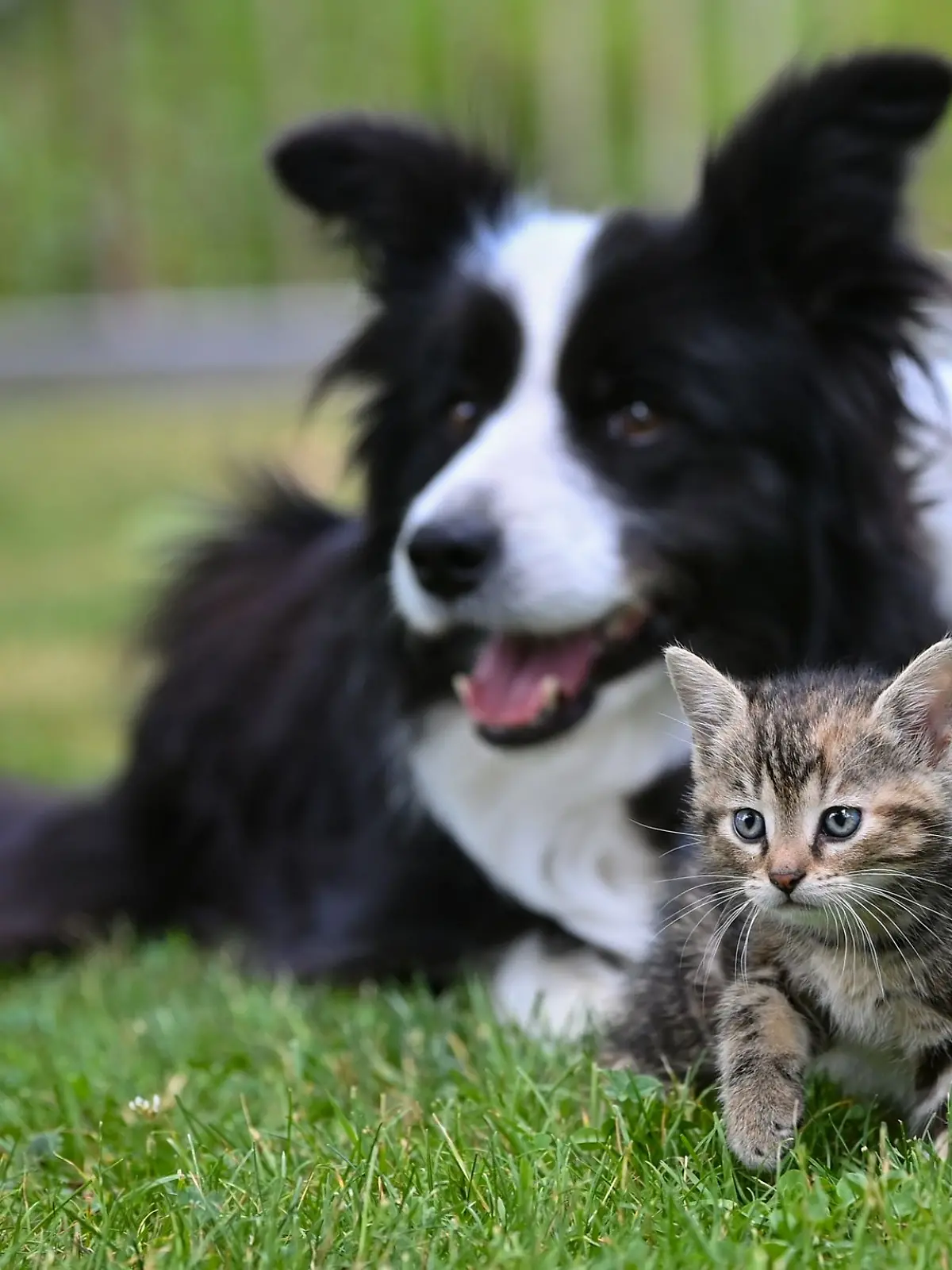 Bild zu: "Jetzt kommt der Perso für Hund und Katz – was Besitzer wissen müssen"