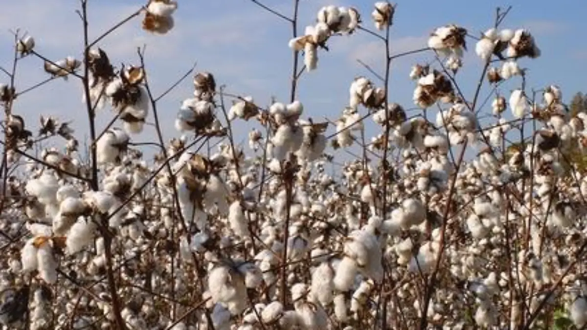 High cotton ready to be picked