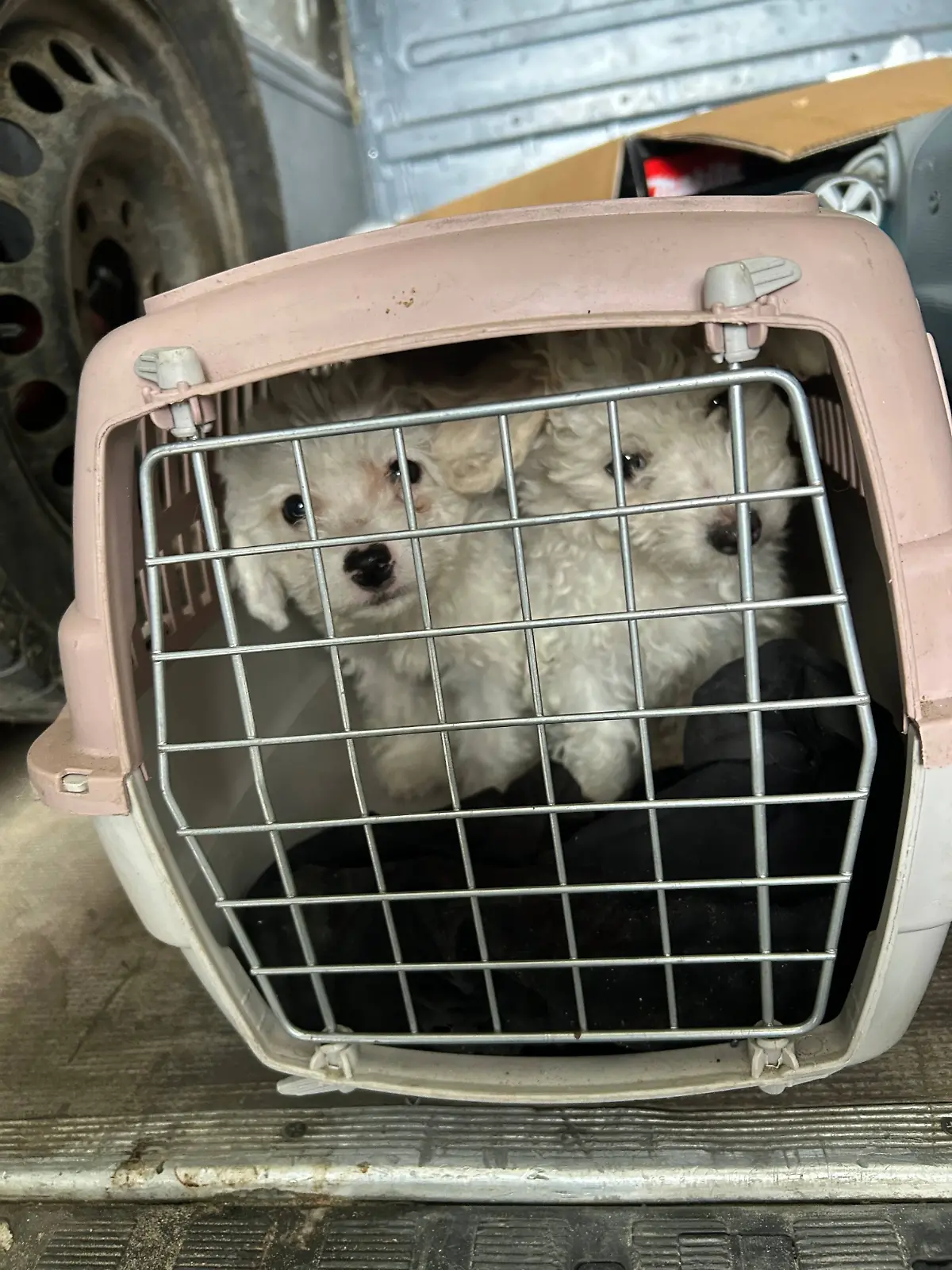 Bild zu: "Tierquälerei aufgedeckt! Zoll entdeckt Hundewelpen in viel zu kleinen Transportboxen"