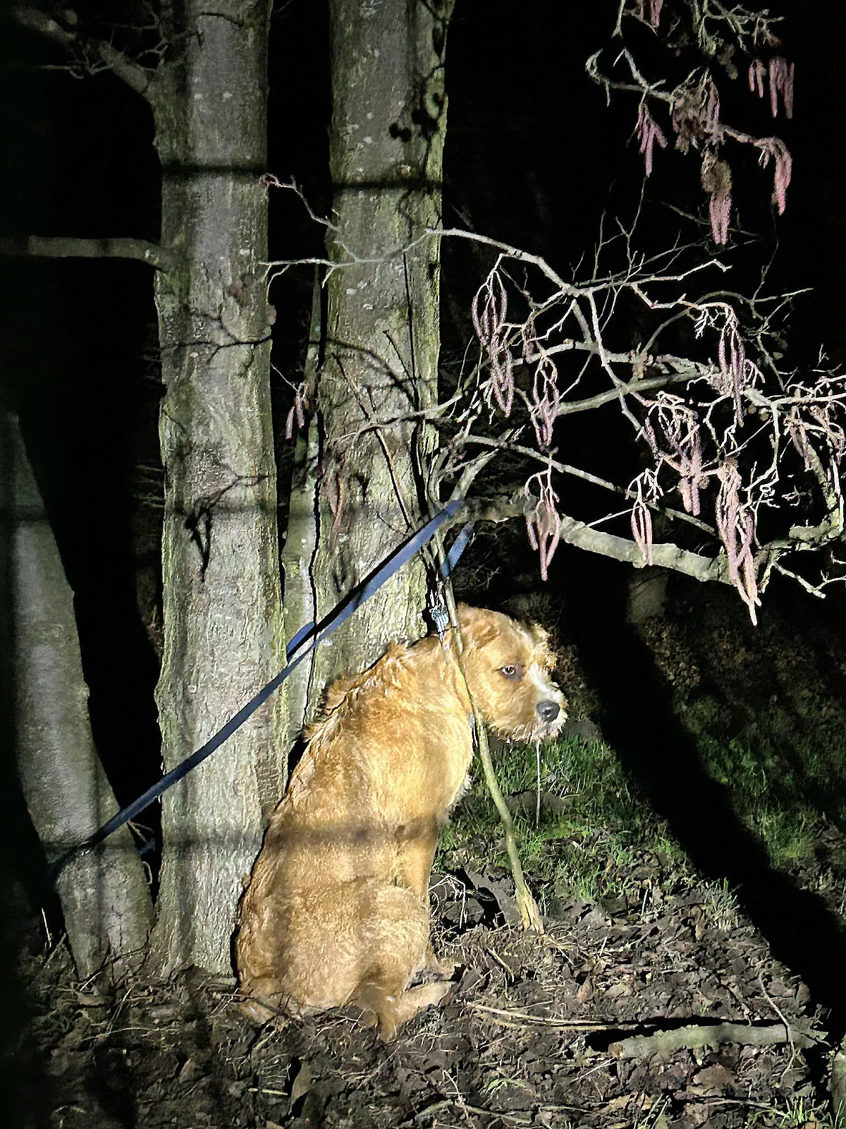 Dieser arme Hund muss stundenlang in der Kälte ausgeharrt haben, ehe er gefunden wurde.