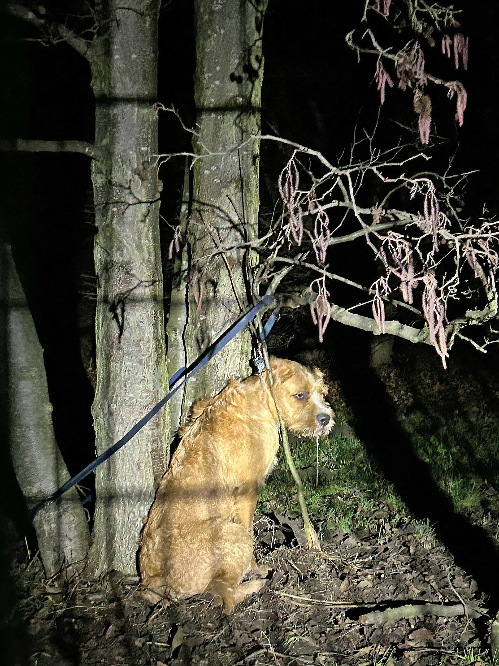 Dieser arme Hund muss stundenlang in der Kälte ausgeharrt haben, ehe er gefunden wurde.