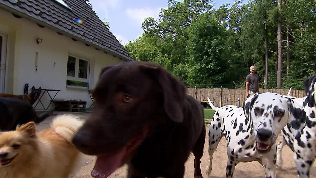 Hotel für Hunde Troisdorf