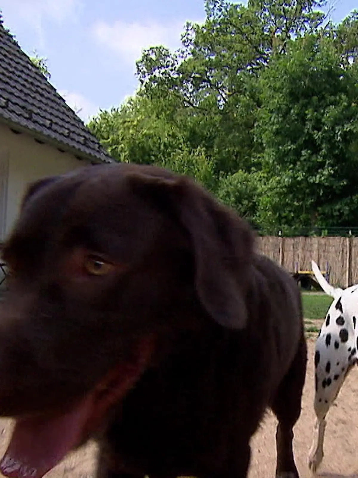 Bild zu: "Hotel für Hunde"