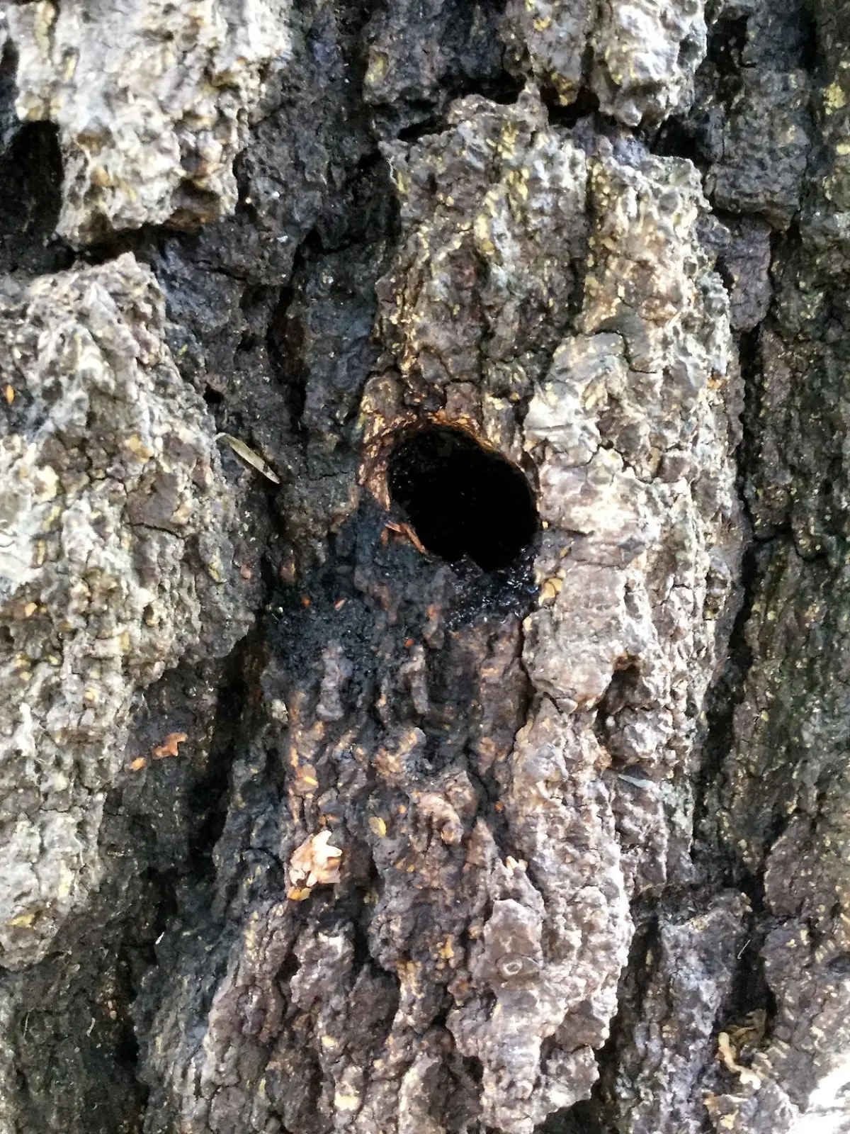 Bild zu: "Giftanschlag auf Bäume! Stadt sucht nach unbekannten Linden-Lynchern"