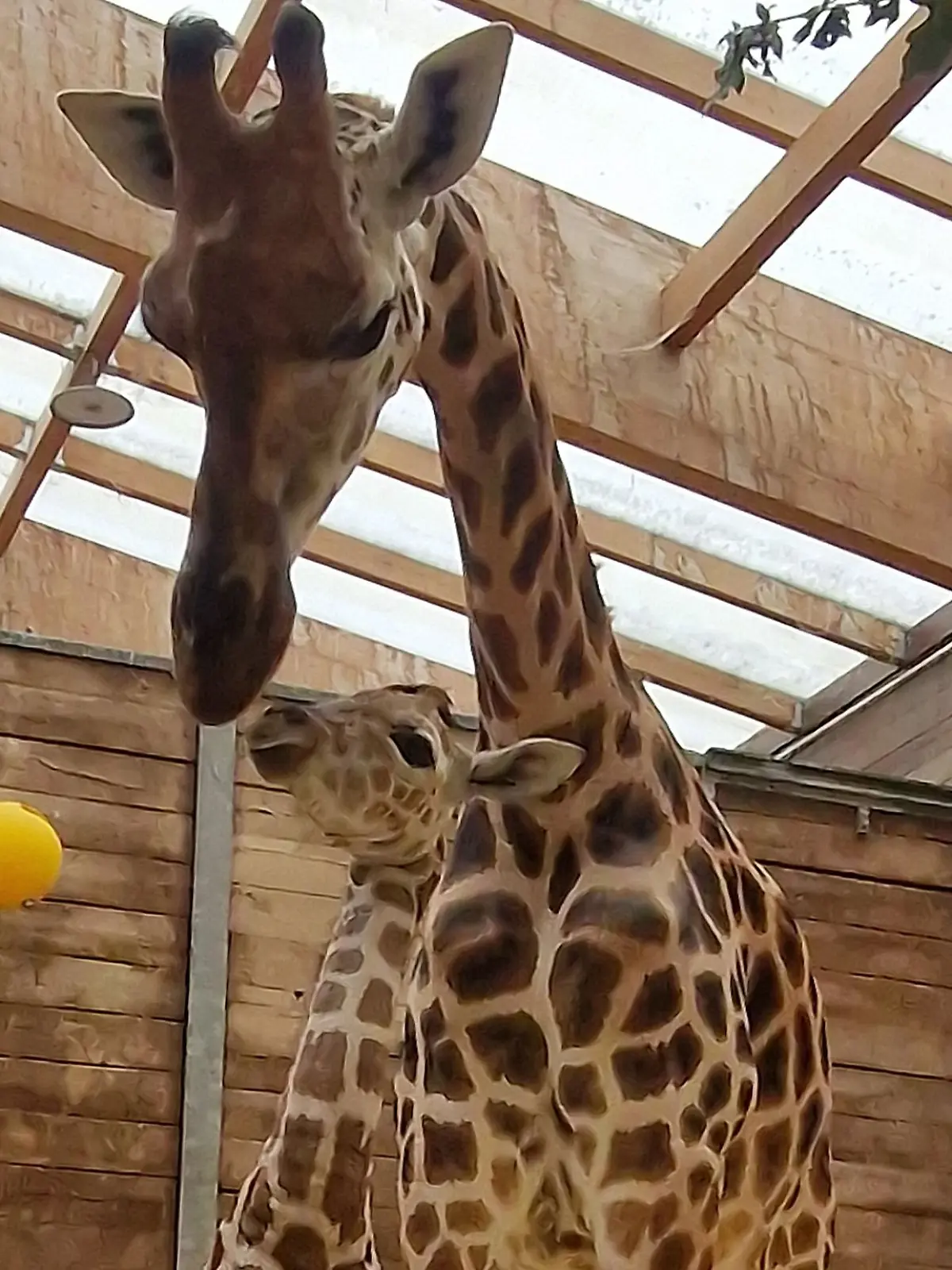 Bild zu: "Was verdient eigentlich ein Tierpfleger?"