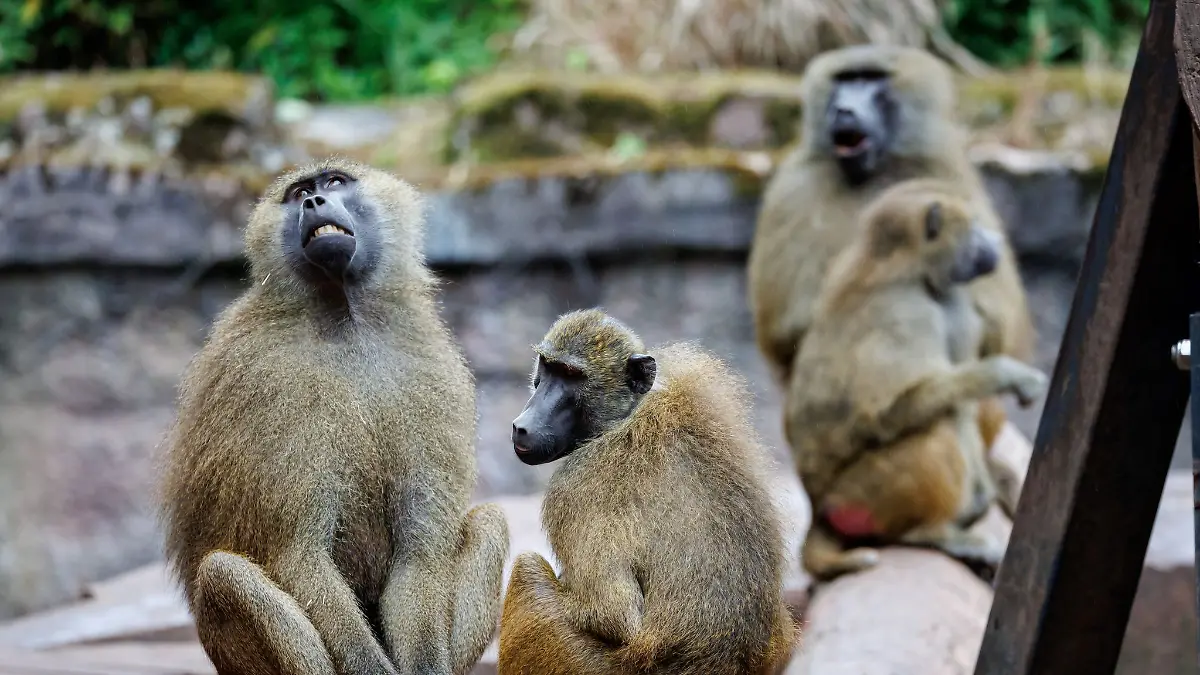 Das Pavian-Gehege ist überbelegt. Der Zoo will deshalb einige Tiere töten.