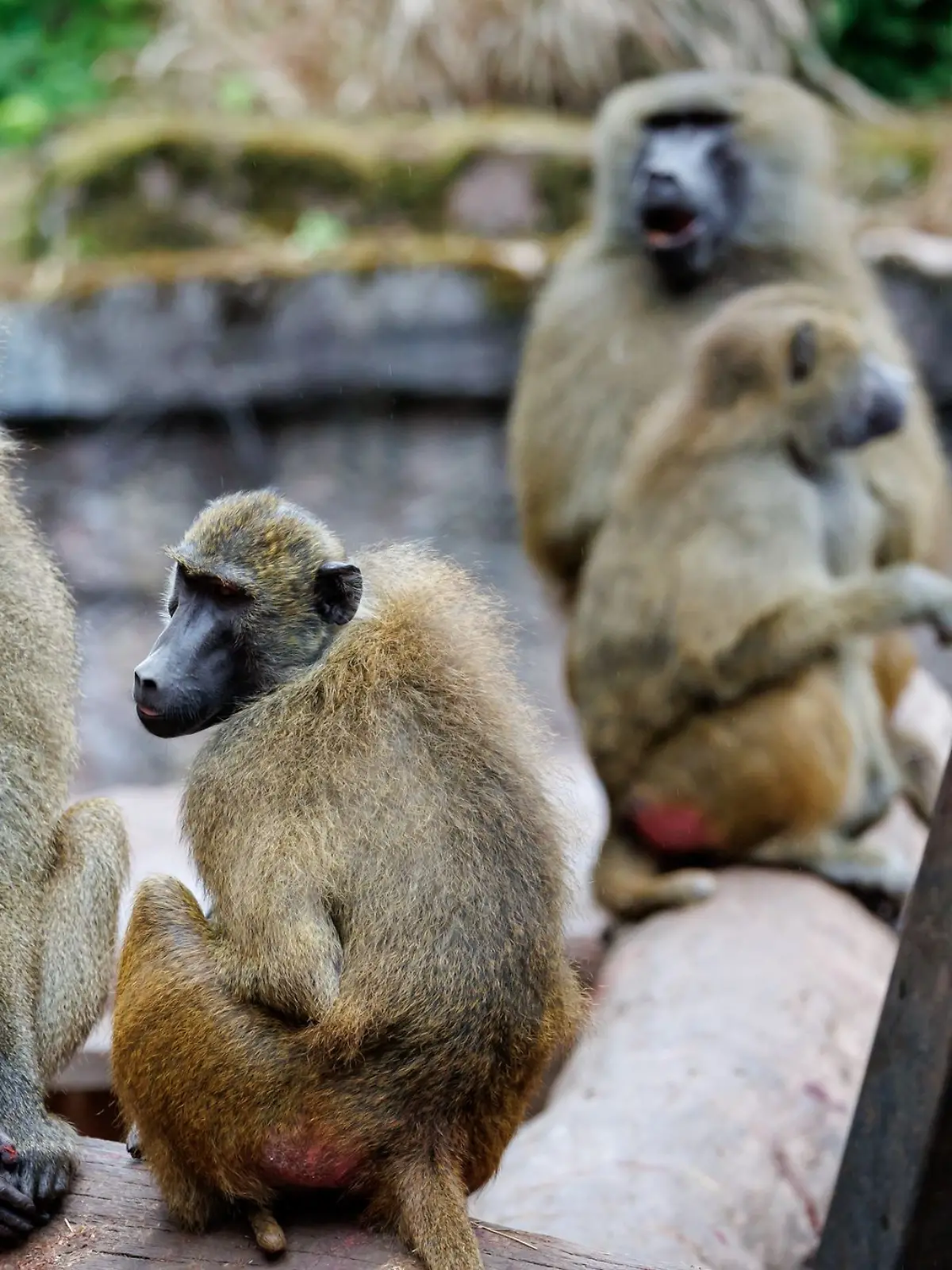 Bild zu: "Erschießt der Tiergarten Nürnberg heute die Paviane?"