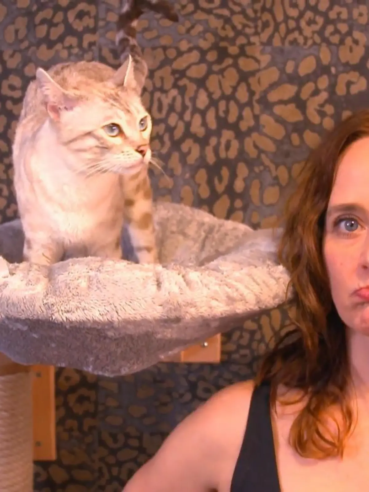 Bild zu: "Wer kann's besser? Die Katze oder Kate Kitchenham?"