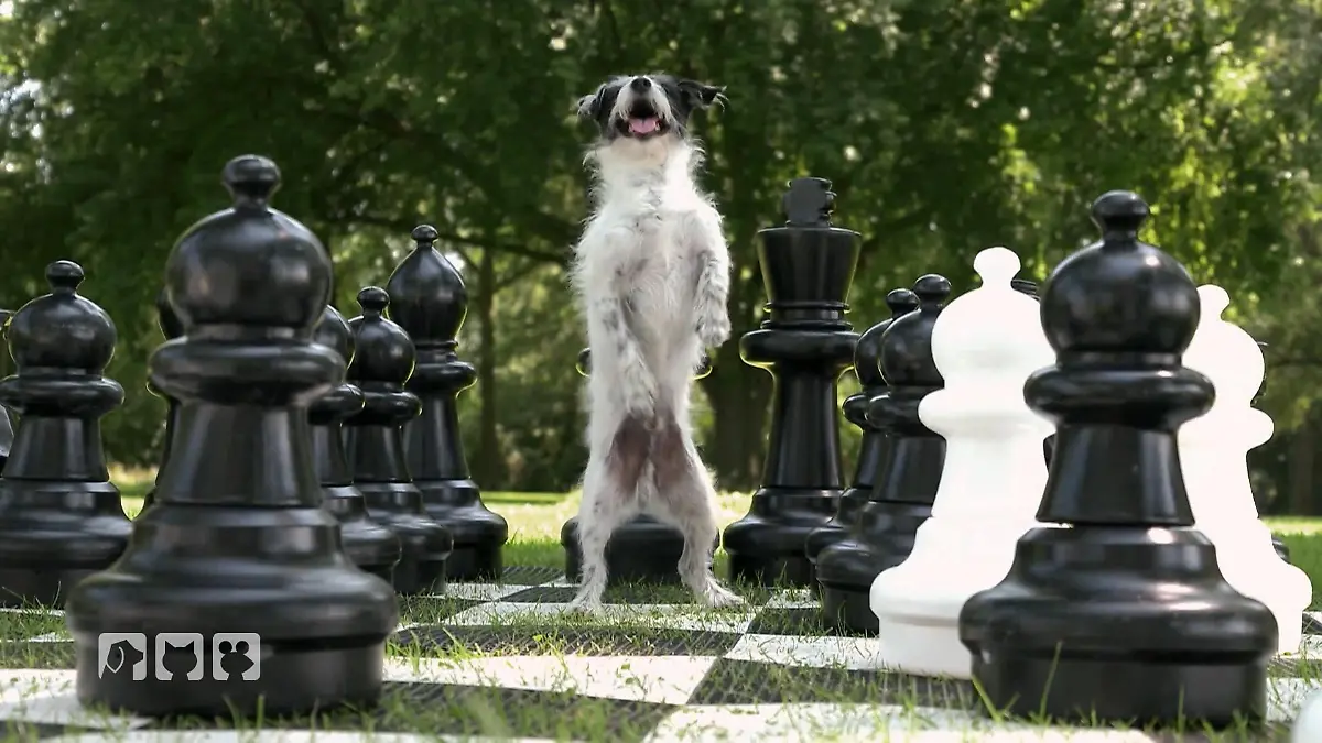 So wird Spielen zum echten Abenteuer für deinen Hund Spielzeit für Mensch und Hund