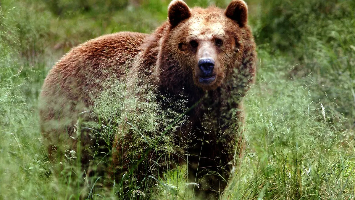 Vermutlich ein Bär hat laut Behörden zwei Esel in Österreich gerissen. (Symbolbild)