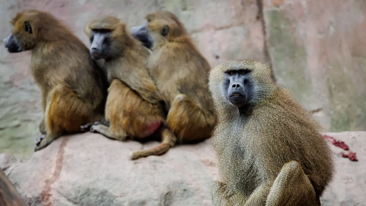 Die Pavian-Gruppe ist nach Angaben des Tiergartens zu groß für das Gehege geworden.