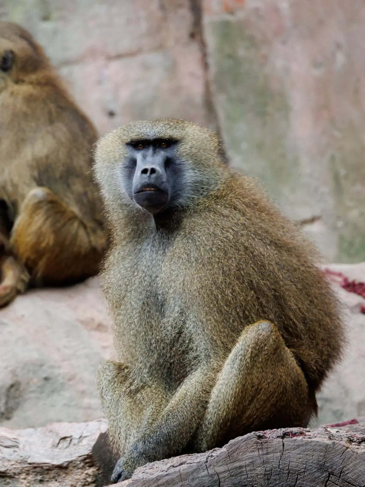 Bild zu: "Per Kopfschuss! Tiergarten Nürnberg hat zwölf Paviane getötet"
