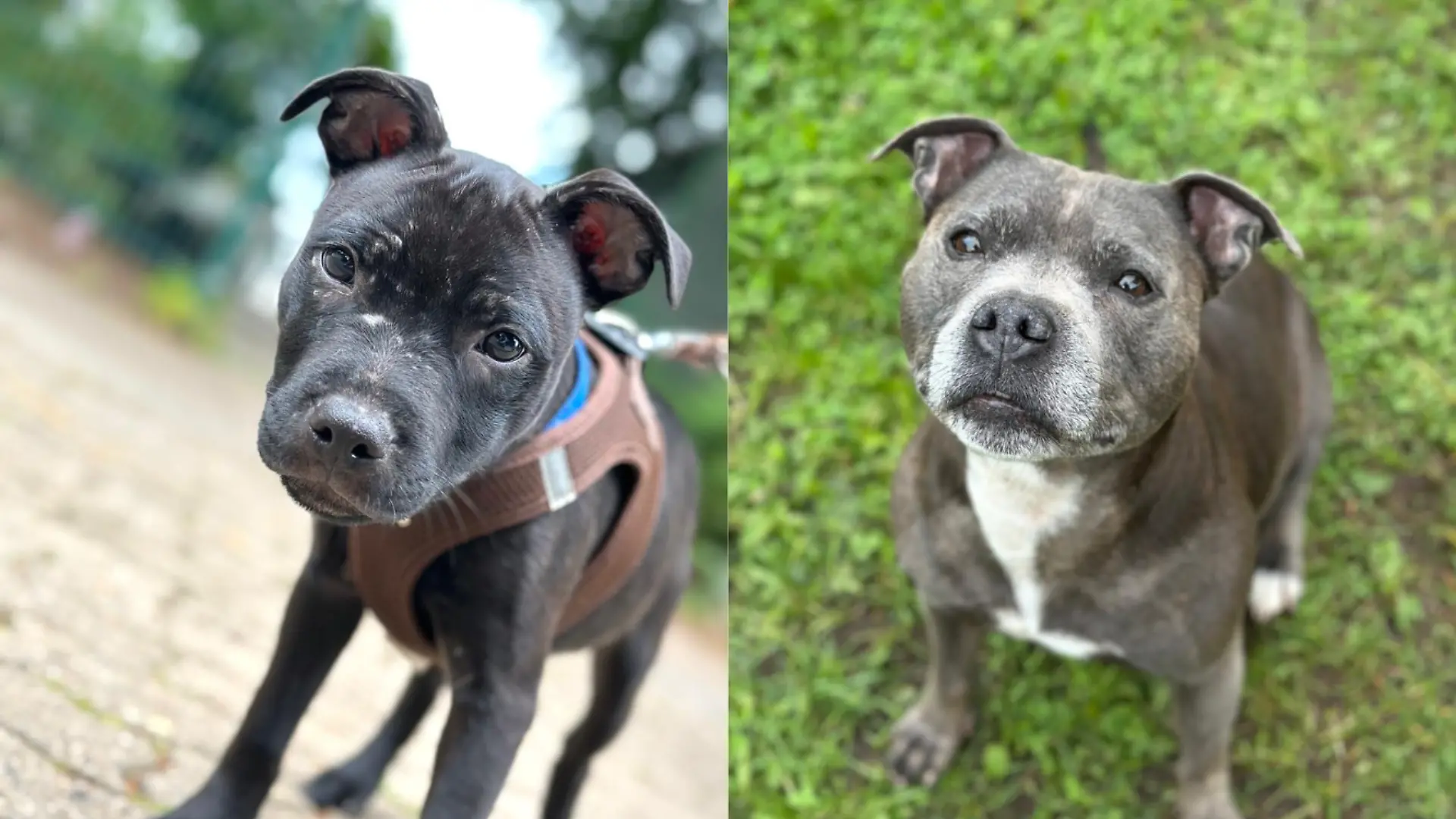 Bella und Theo werden im Tierheim schmerzlich vermisst. 