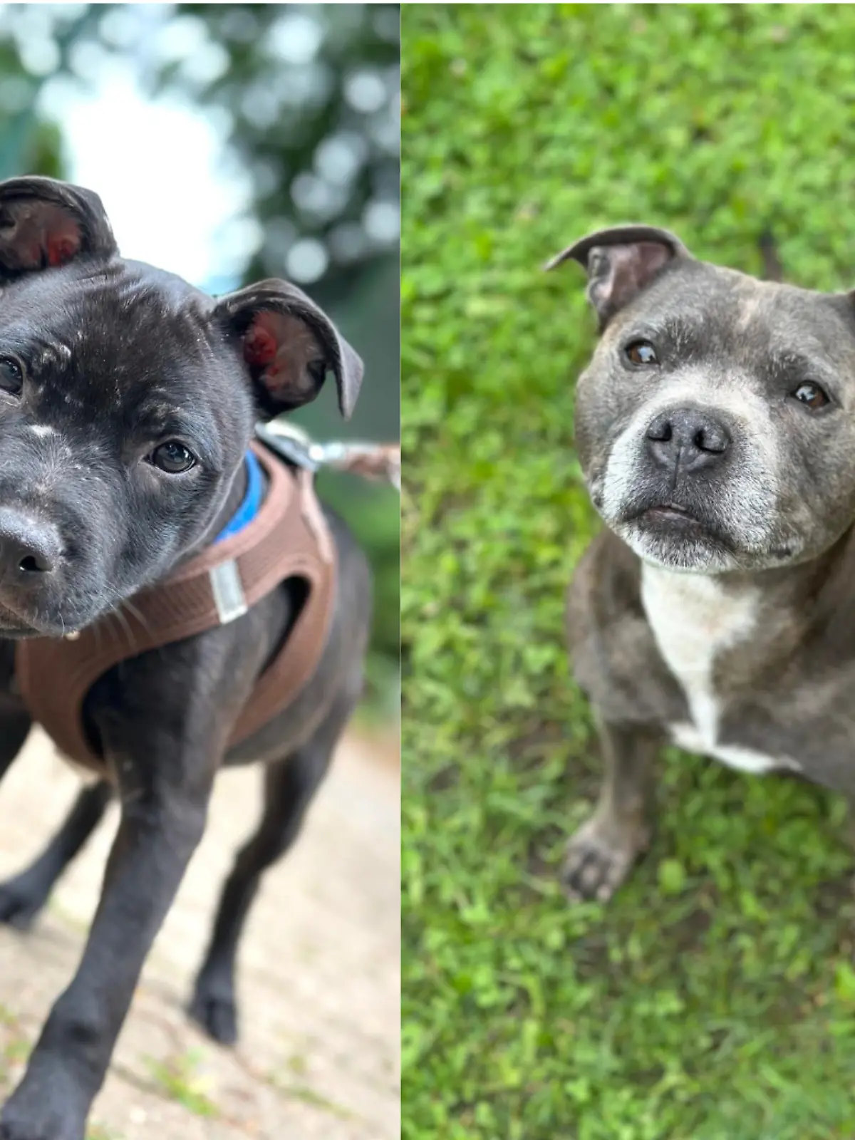 Bella und Theo werden im Tierheim schmerzlich vermisst. 