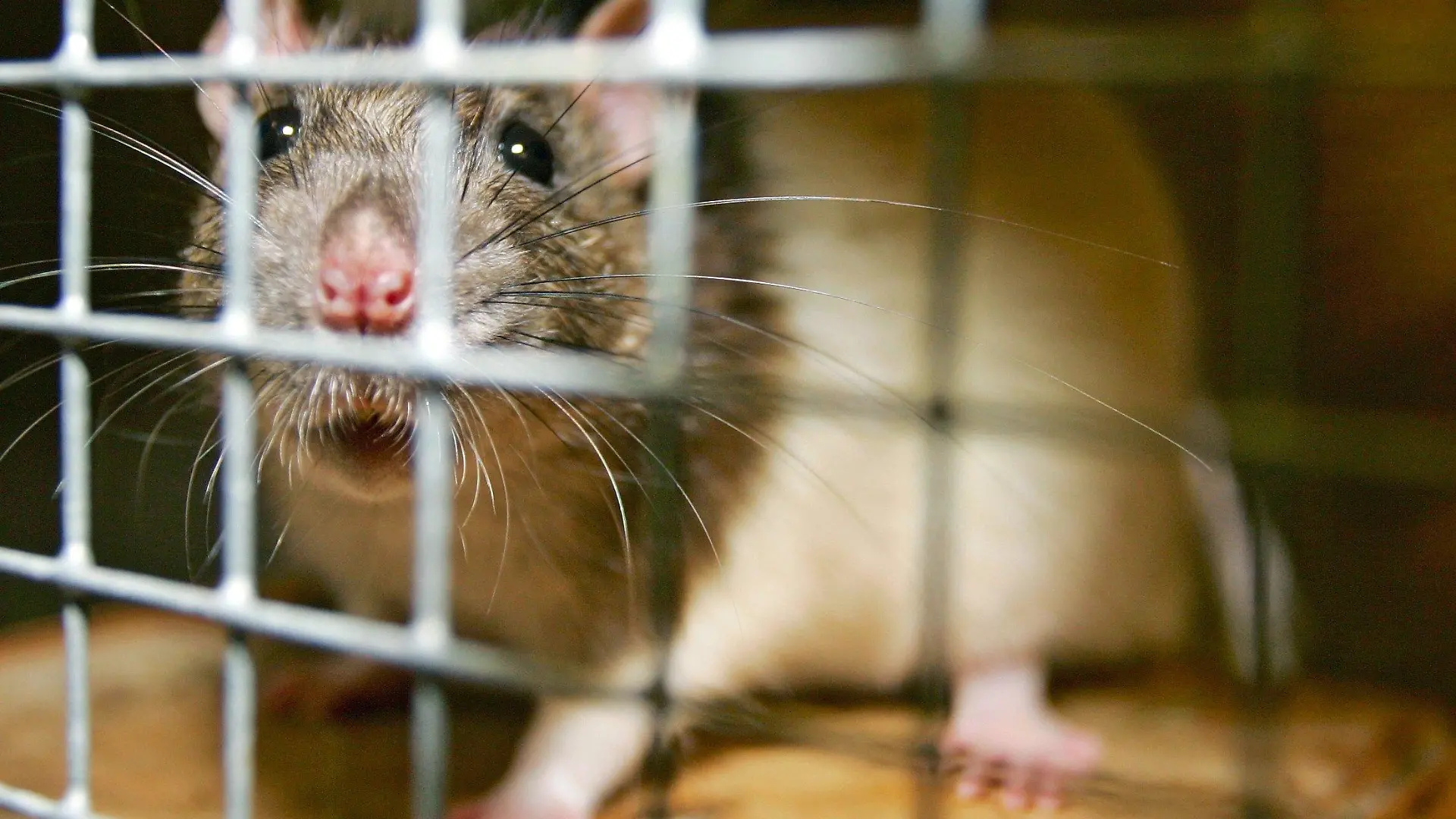 Eine Ratte steht hinter einem Gitter in einem Käfig im Tierheim in Weinheim (Foto vom 26.07.2005). Kurz nach Beginn der Sommerferien in Rheinland-Pfalz sind die Tierheime in vielen Städten überfüllt. Viele Familie wissen nicht mehr, wohin mit Hund, Katze oder Maus, wenn eine Reise ansteht - und liefern die Tiere unter einem Vorwand im Heim ab. Foto: Ronald Wittek dpa/lrs (zu dpa/lrs-Umfrage: 'Tierheime platzen aus allen Nähten' vom 27.07.2005) +++(c) dpa - Bildfunk+++