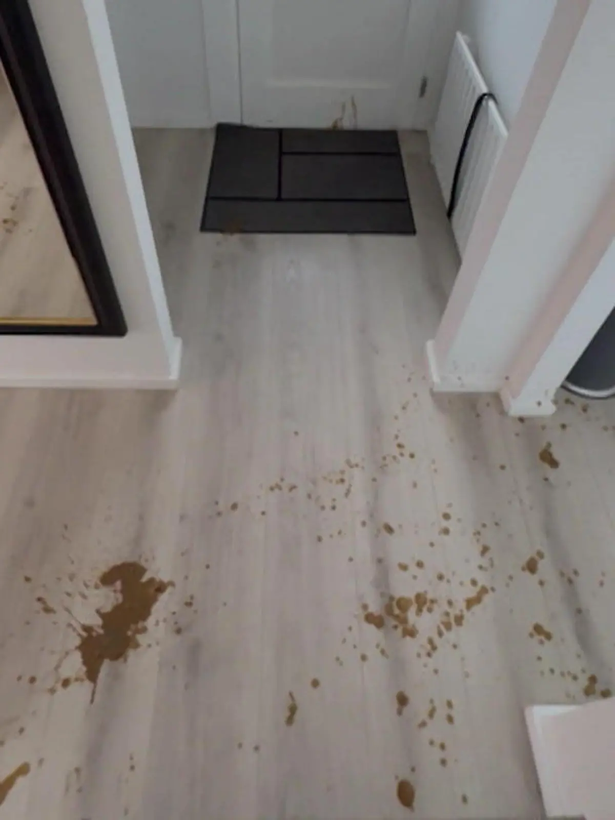 Bild zu: "Frauchen erlebt Kot-Chaos! Hund Kaila verschmiert Kacke im ganzen Haus"