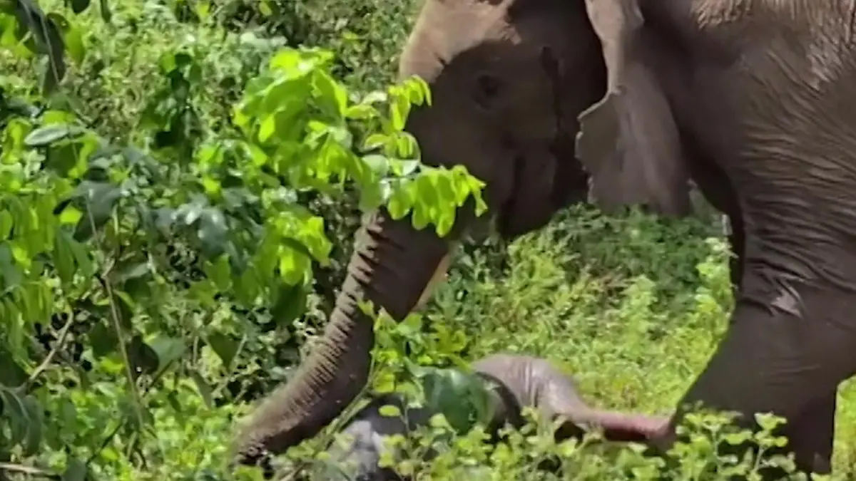 Einmalige Live-Geburt! Elefant bringt Baby vor Safari-Touris zur Welt