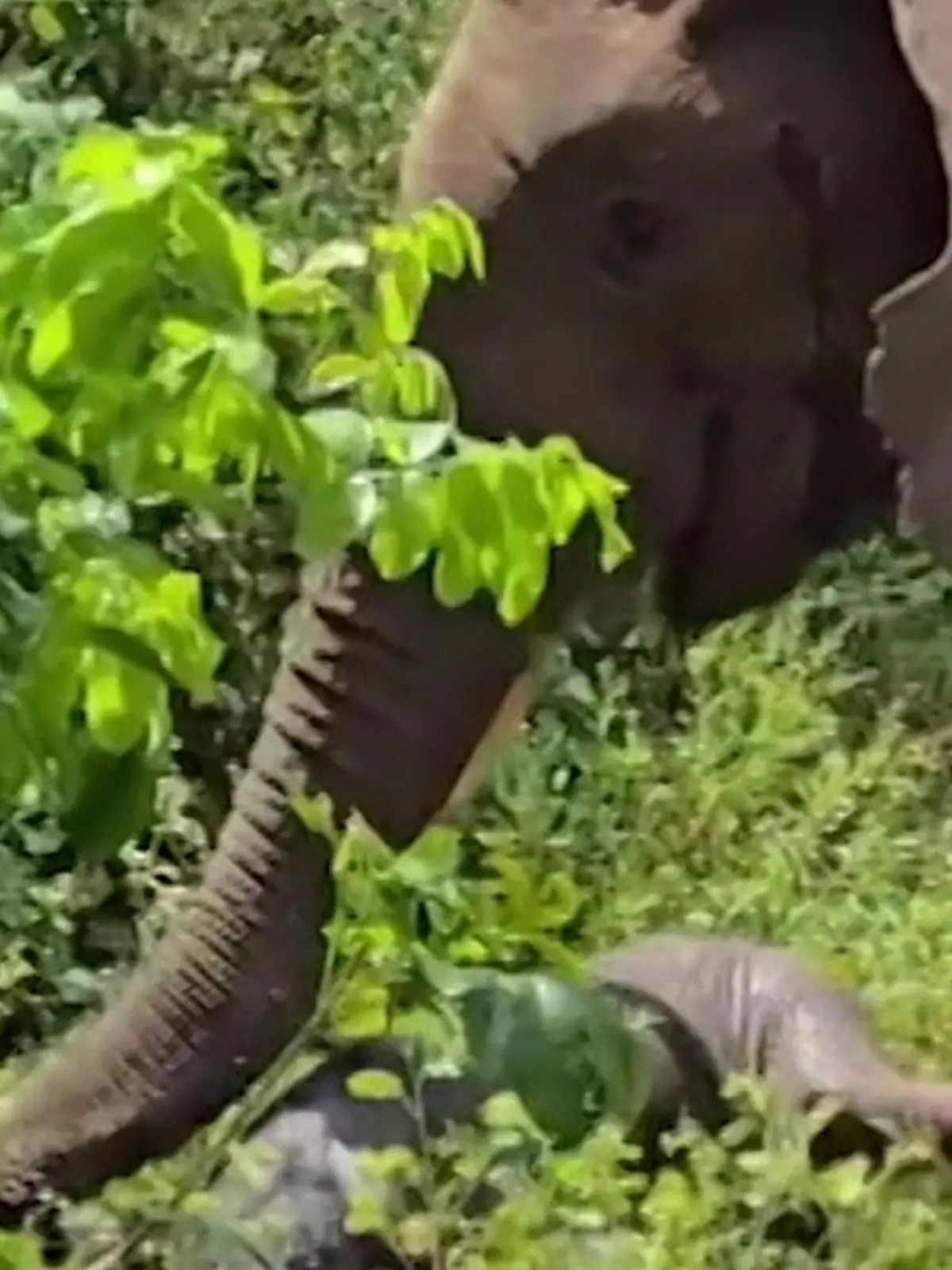 Bild zu: "Einmalige Live-Geburt! Elefant bringt Baby vor Safari-Touris zur Welt "