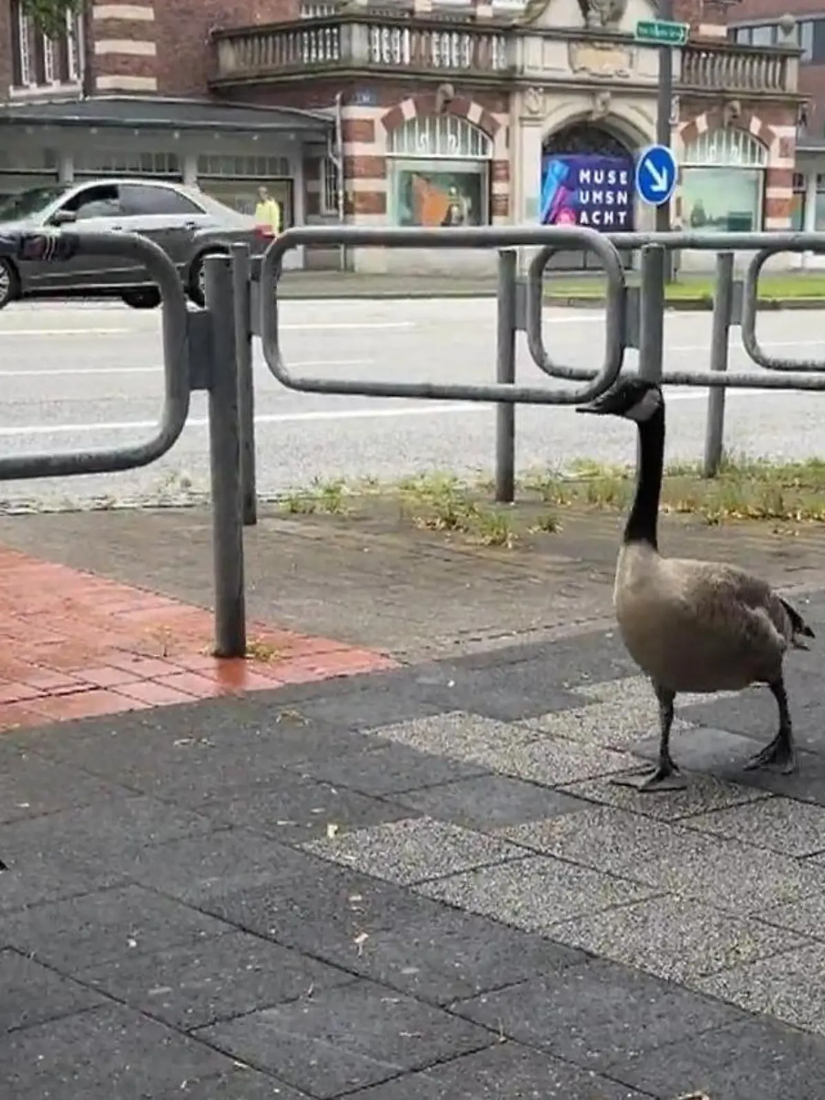 Bild zu: "Guckt euch dieses Video an! Kanadagänse legen Straßenverkehr in Kiel lahm"
