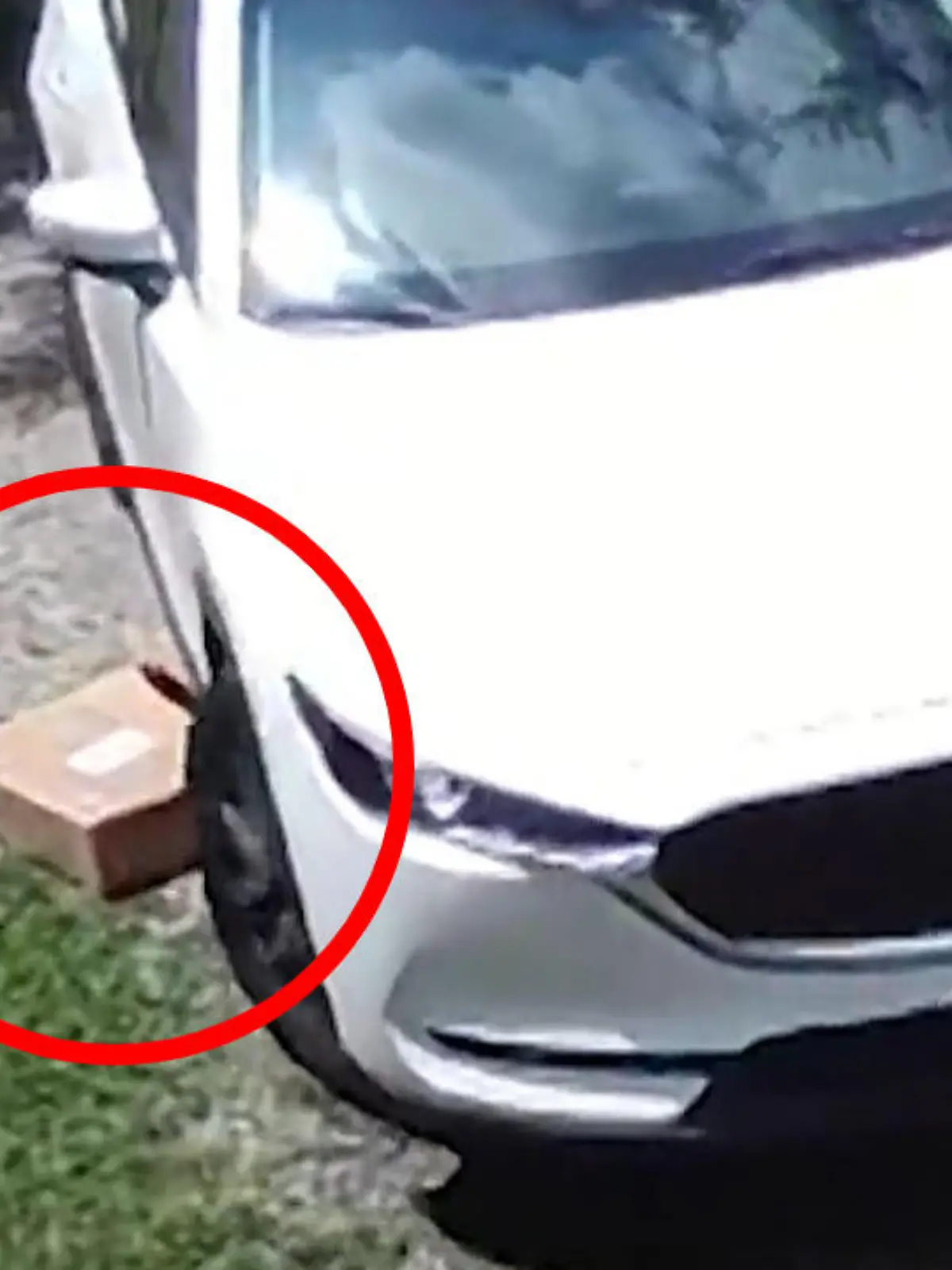 Bild zu: "Dumm oder dreist? Diese Paketbotin liefert mal so gar nicht ab!"