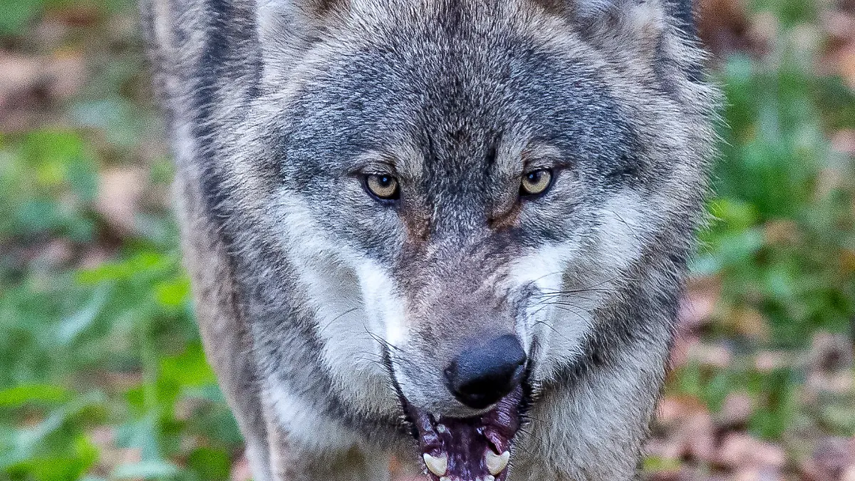 Ein Wolf soll in den Niederlanden ein Kind angegriffen und in den Wald gezerrt haben.