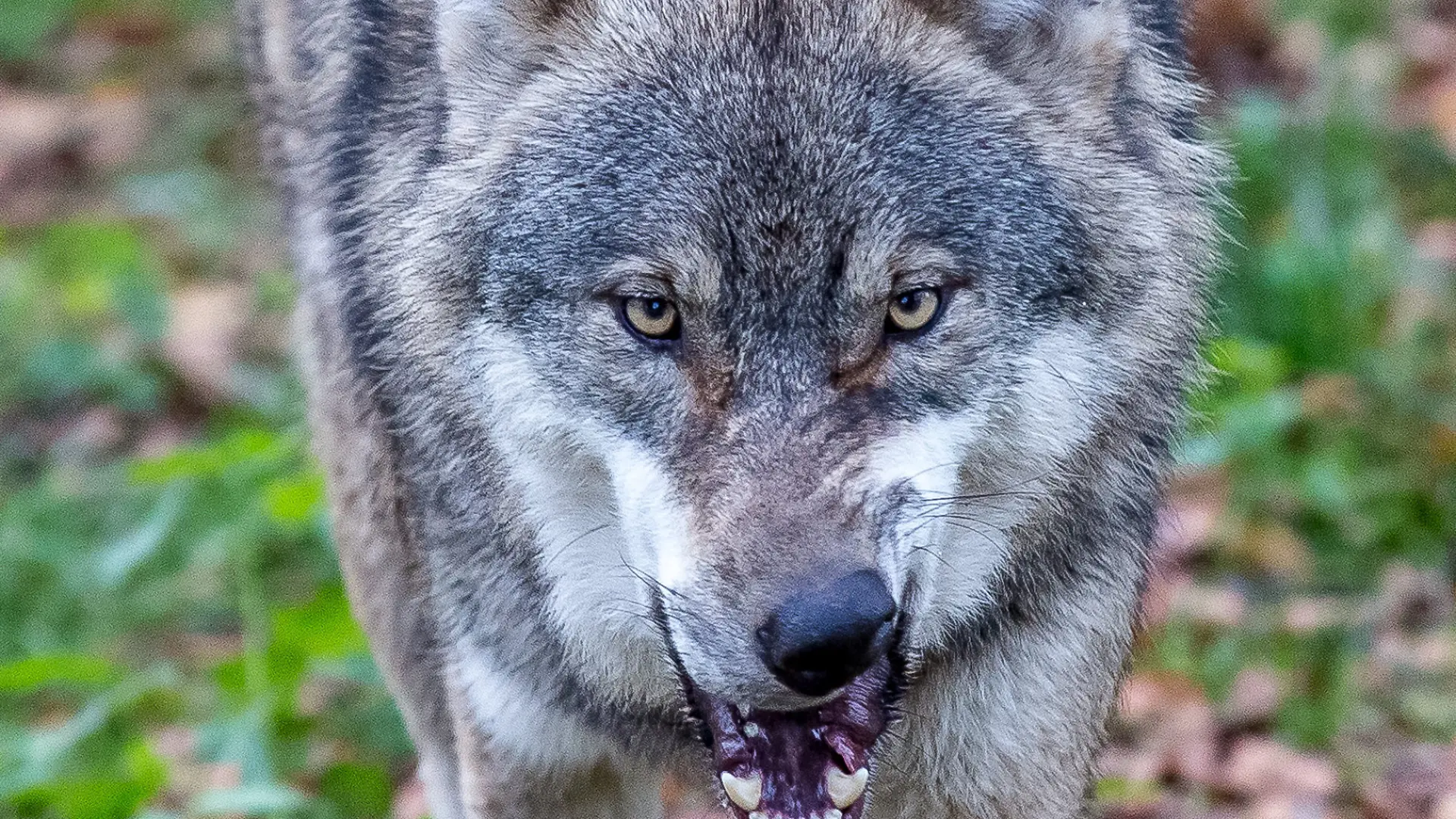 Ein Wolf soll in den Niederlanden ein Kind angegriffen und in den Wald gezerrt haben.