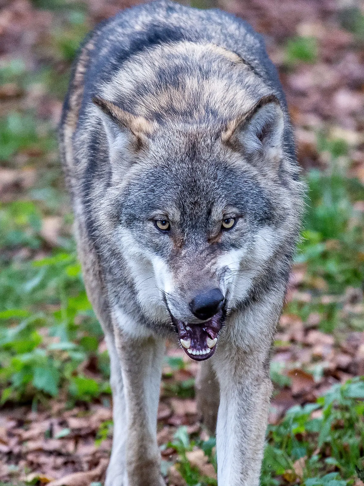 Ein Wolf soll in den Niederlanden ein Kind angegriffen und in den Wald gezerrt haben. 