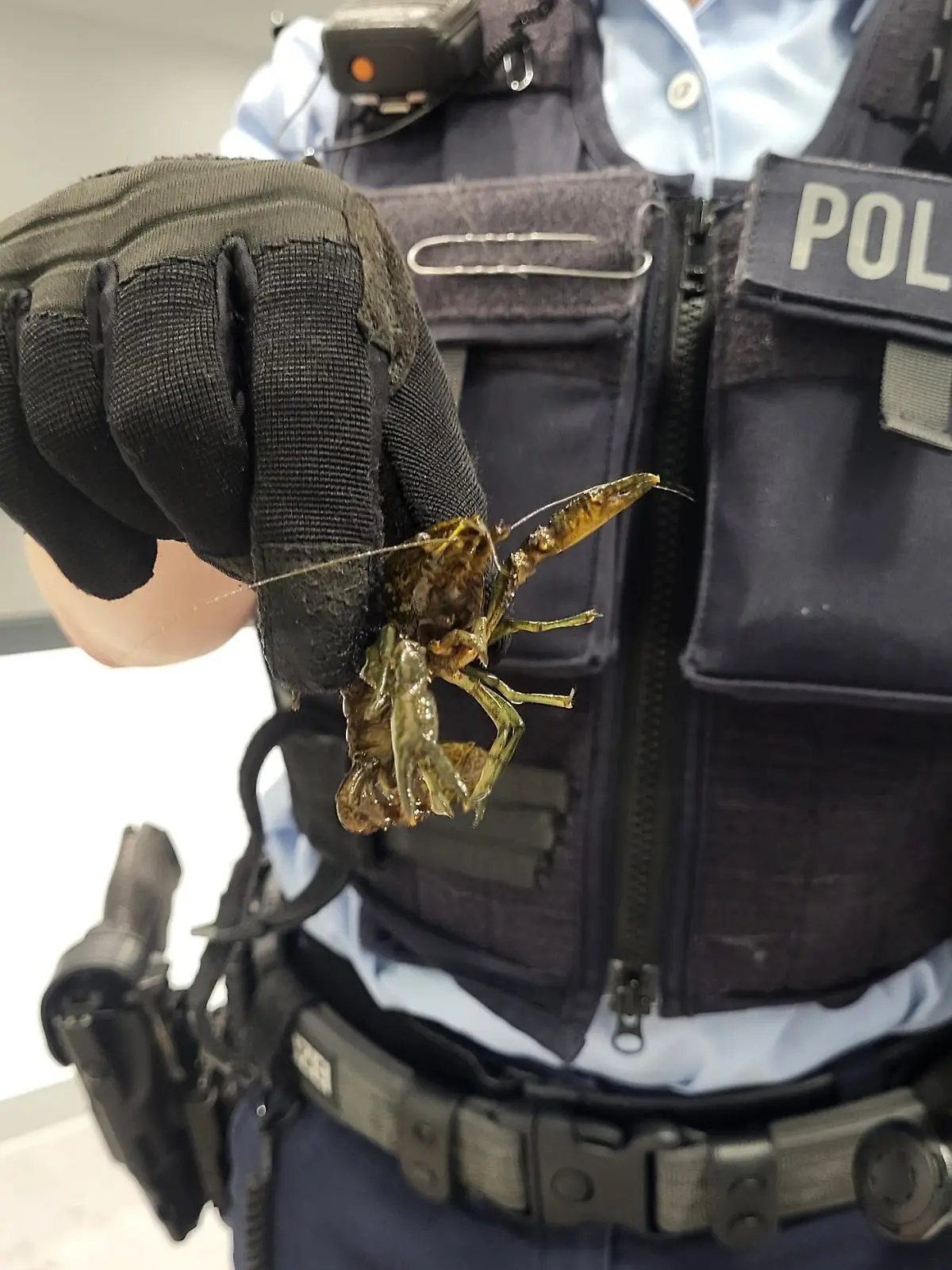Bild zu: "21 Flusskrebse krabbeln durch S-Bahn – Polizeieinsatz "