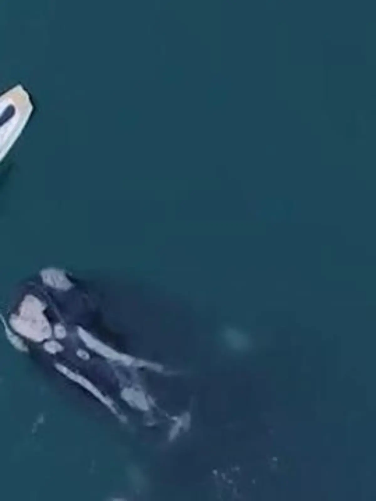 Bild zu: "Surfer rettet Wal – doch dafür droht ihm jetzt eine Strafe!"