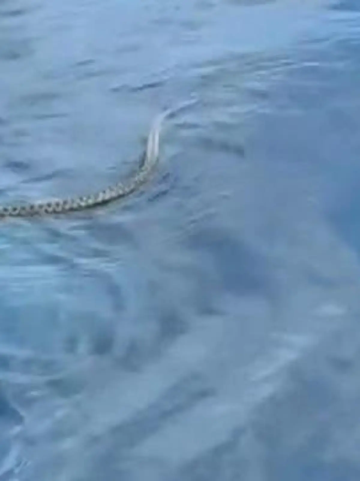 Bild zu: "Horror auf beliebter Urlaubsinsel! Schlange verfolgt Ehepaar durchs Wasser "