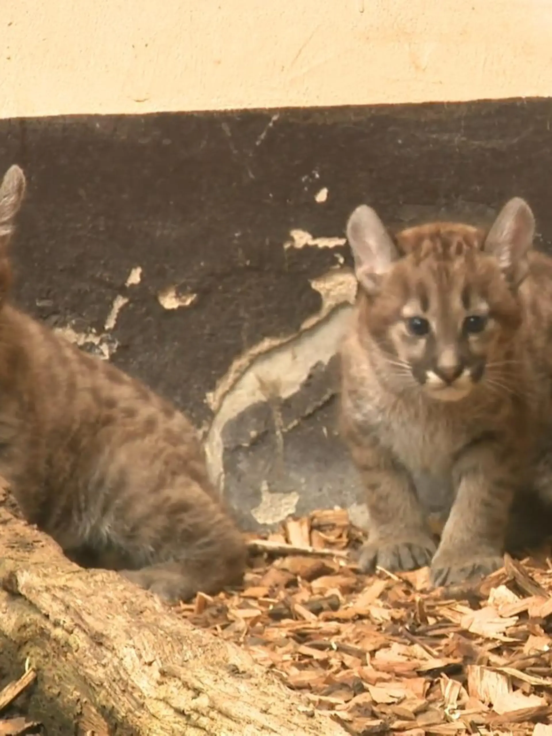 Bild zu: "Zuchterfolg im Doppelpack! Diese süßen Puma-Zwillinge helfen ihrer ganzen Art"