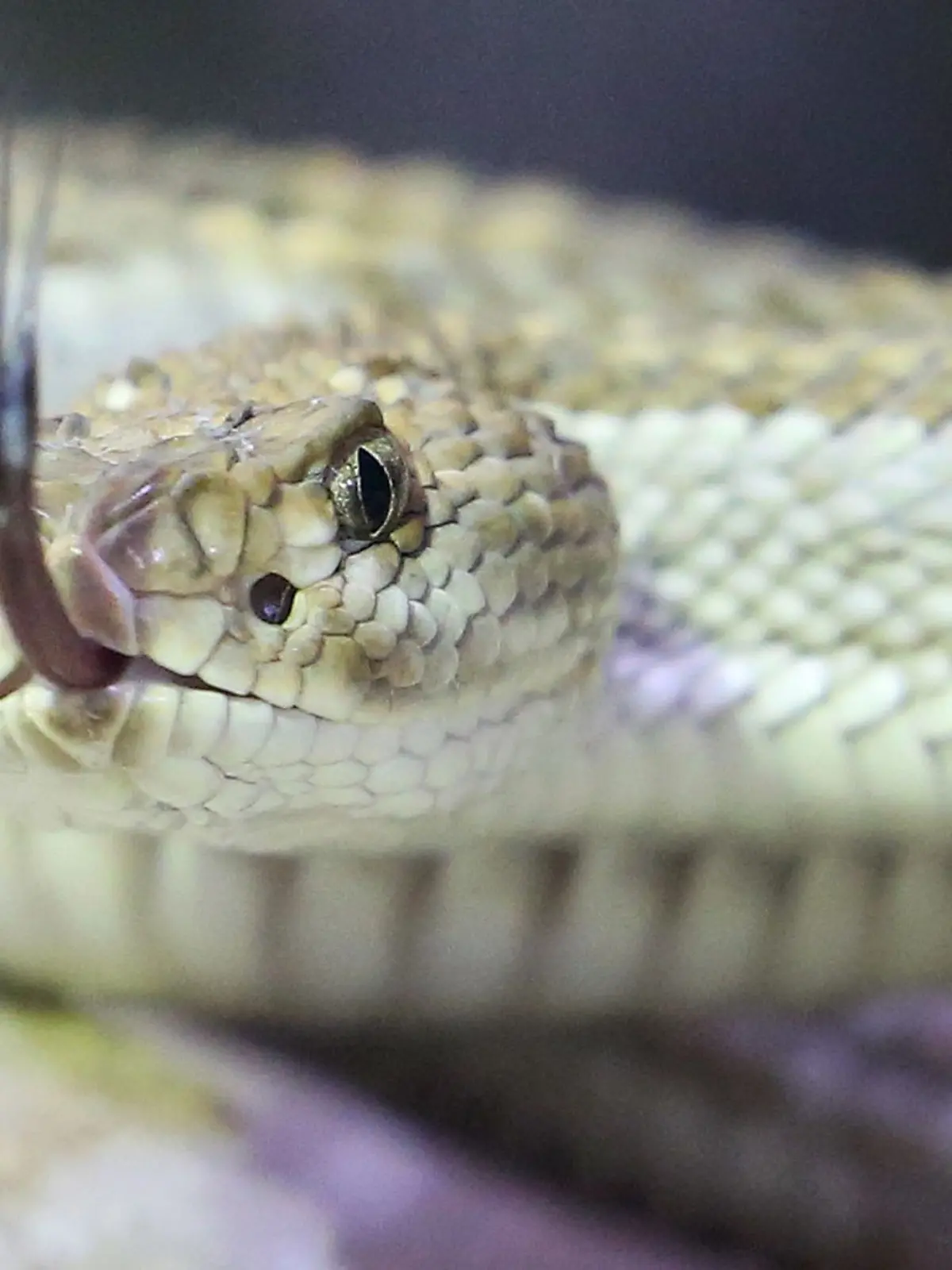 Bild zu: "Zwei Klapperschlangen-Angriffe in wenigen Tagen – Frau stirbt, Teenager überlebt"