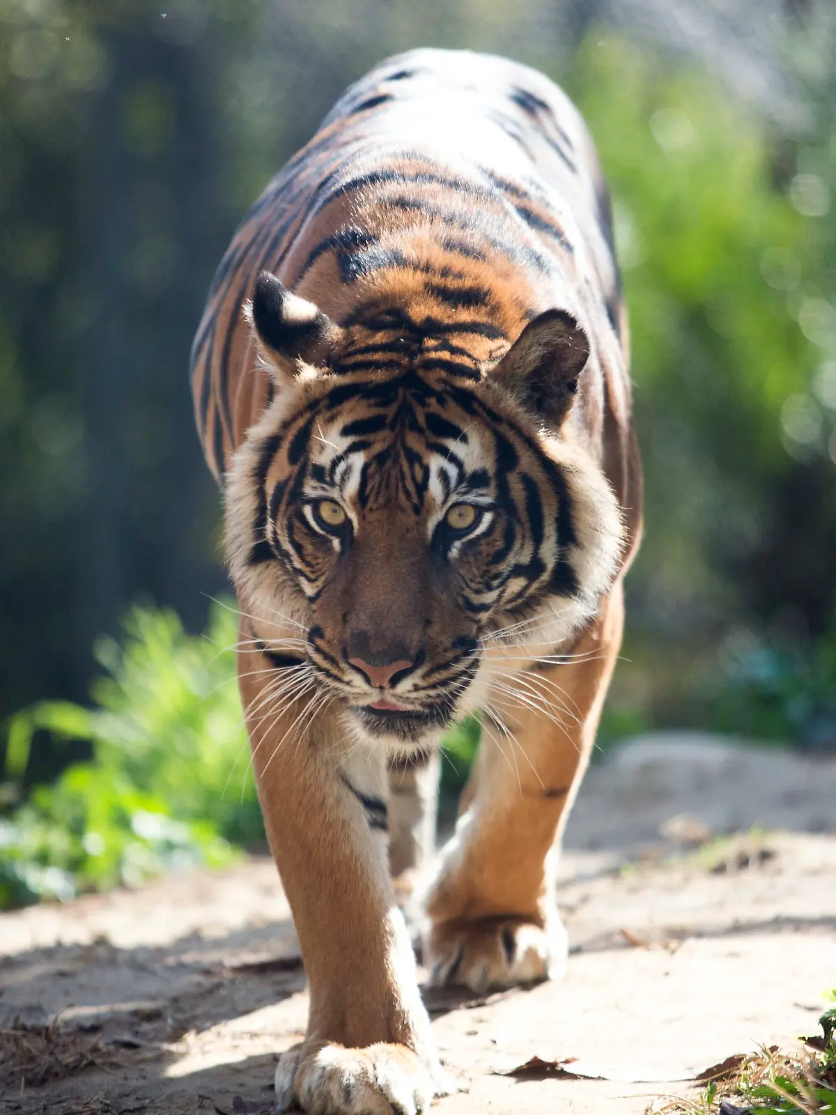 Bild zu: "Aus Käfig ausgebrochen! Tiger tötet Zoo-Pfleger"
