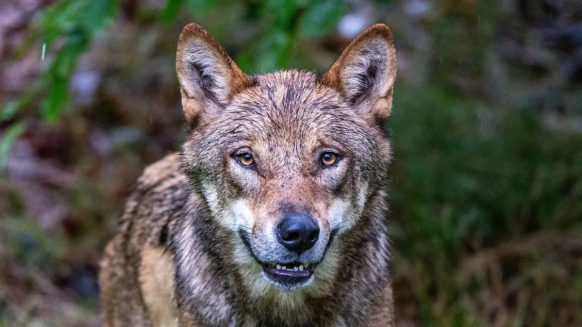 Ein zum Abschuss freigegebener Problemwolf hat in den Niederlanden nach Überzeugung der Behörden ein Kind angegriffen und weggeschleift (Symbolbild).