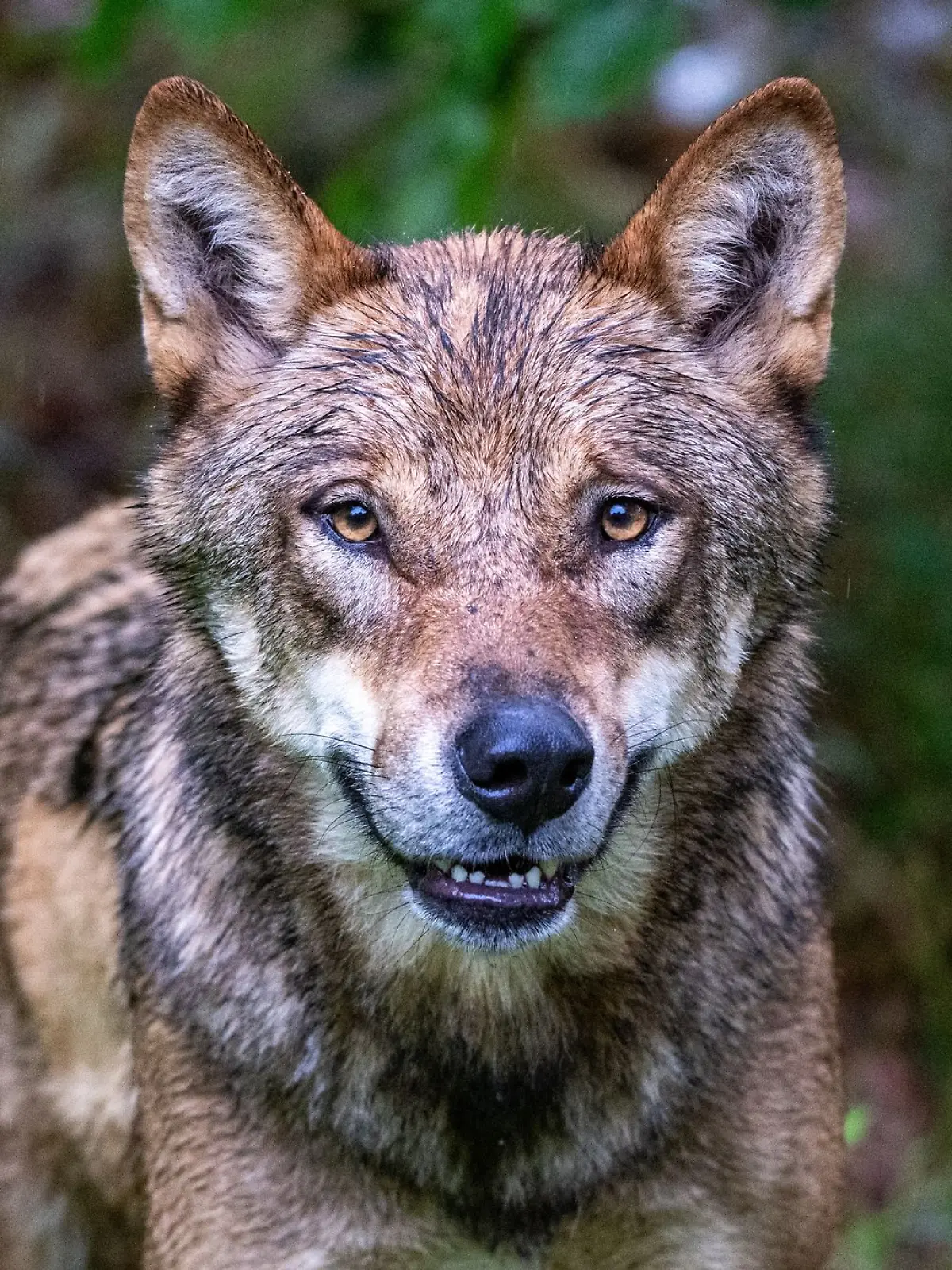 Ein zum Abschuss freigegebener Problemwolf hat in den Niederlanden nach Überzeugung der Behörden ein Kind angegriffen und weggeschleift (Symbolbild).