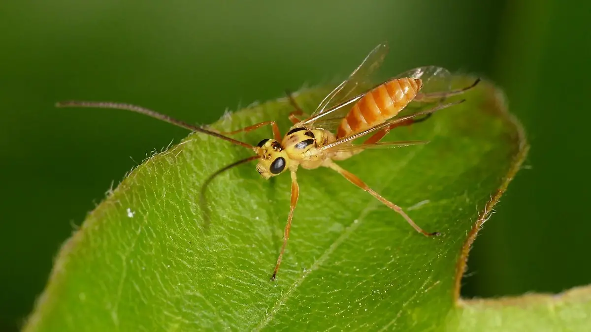 Das ist ein Campodorus paradiesensis-Weibchen.
