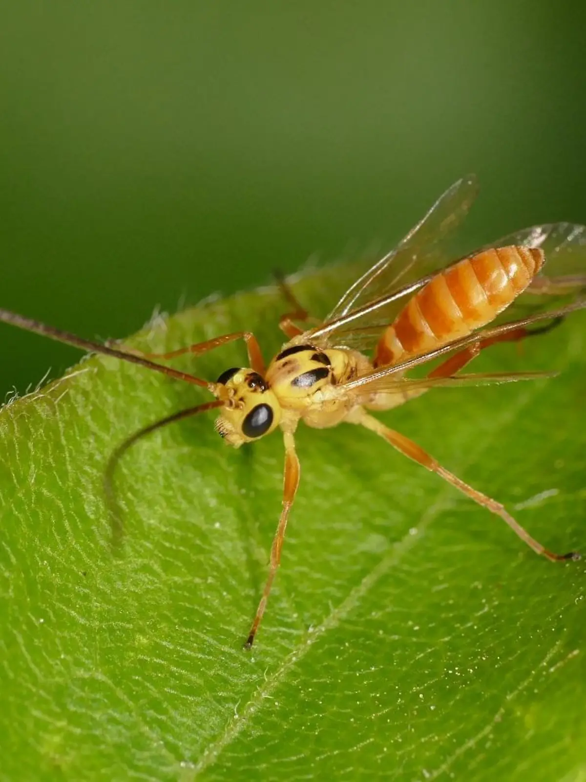 Das ist ein Campodorus paradiesensis-Weibchen.